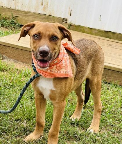 Dusty Jo $50, a Adoptable mixed breed in Seneca, SC image 2/3
