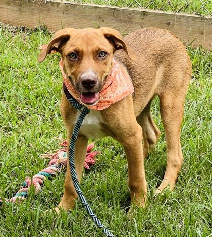 Dusty Jo $50, a Adoptable mixed breed in Seneca, SC image 3/3