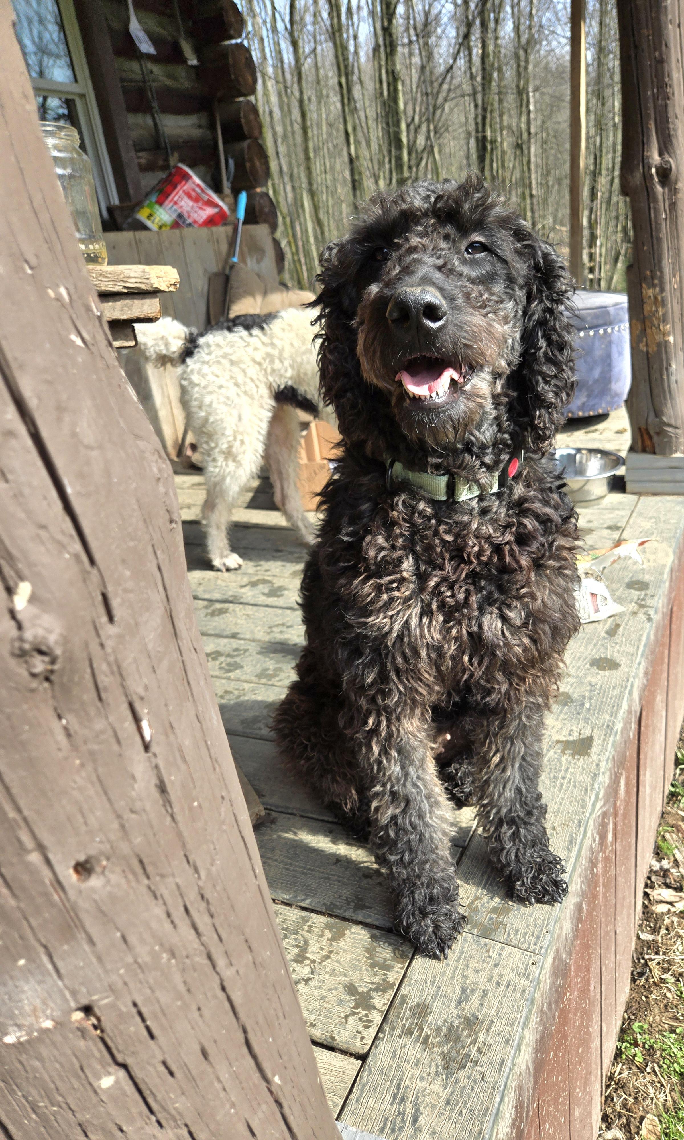 Enlarge Daisy , a Adoptable mixed breed in Friendship, NY image 1/1