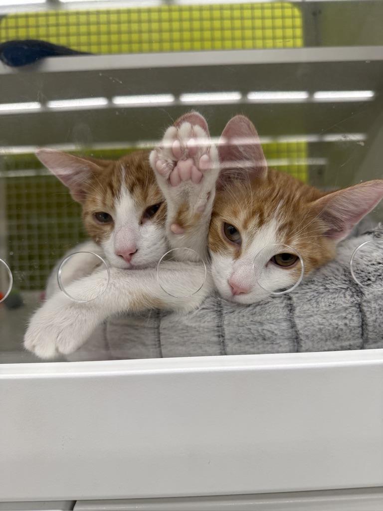 Russ and Graham, Adoptable, Kitten Male Domestic Short Hair.