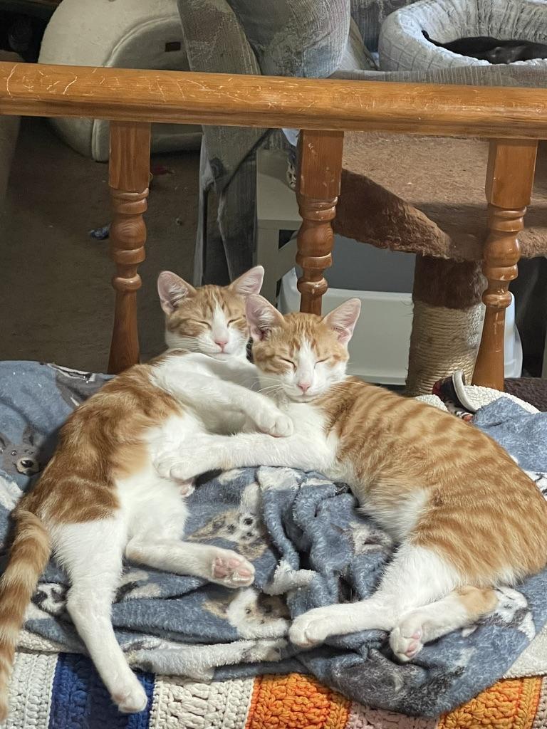 Enlarge Russ and Graham, a Adoptable Domestic Short Hair in Brentwood, CA image 2/2