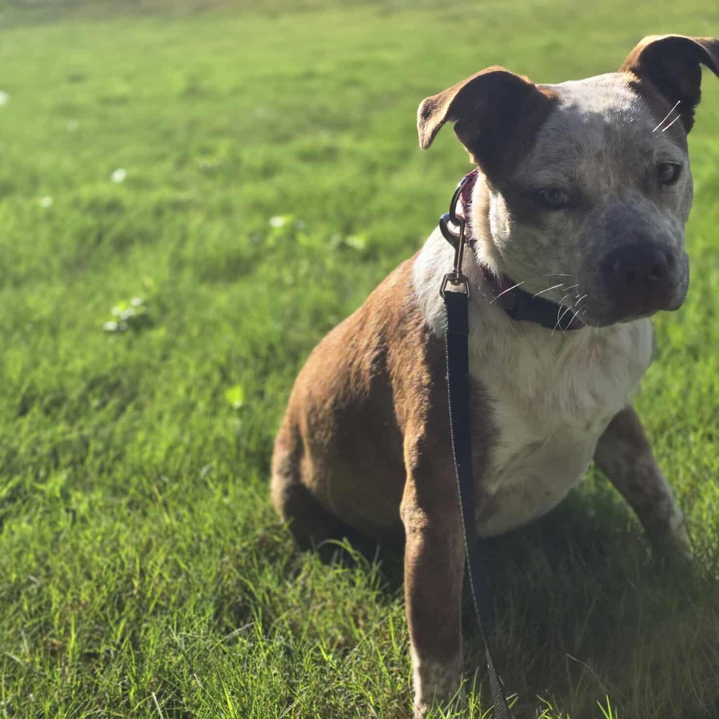 Cinnamon — thumbnail 2