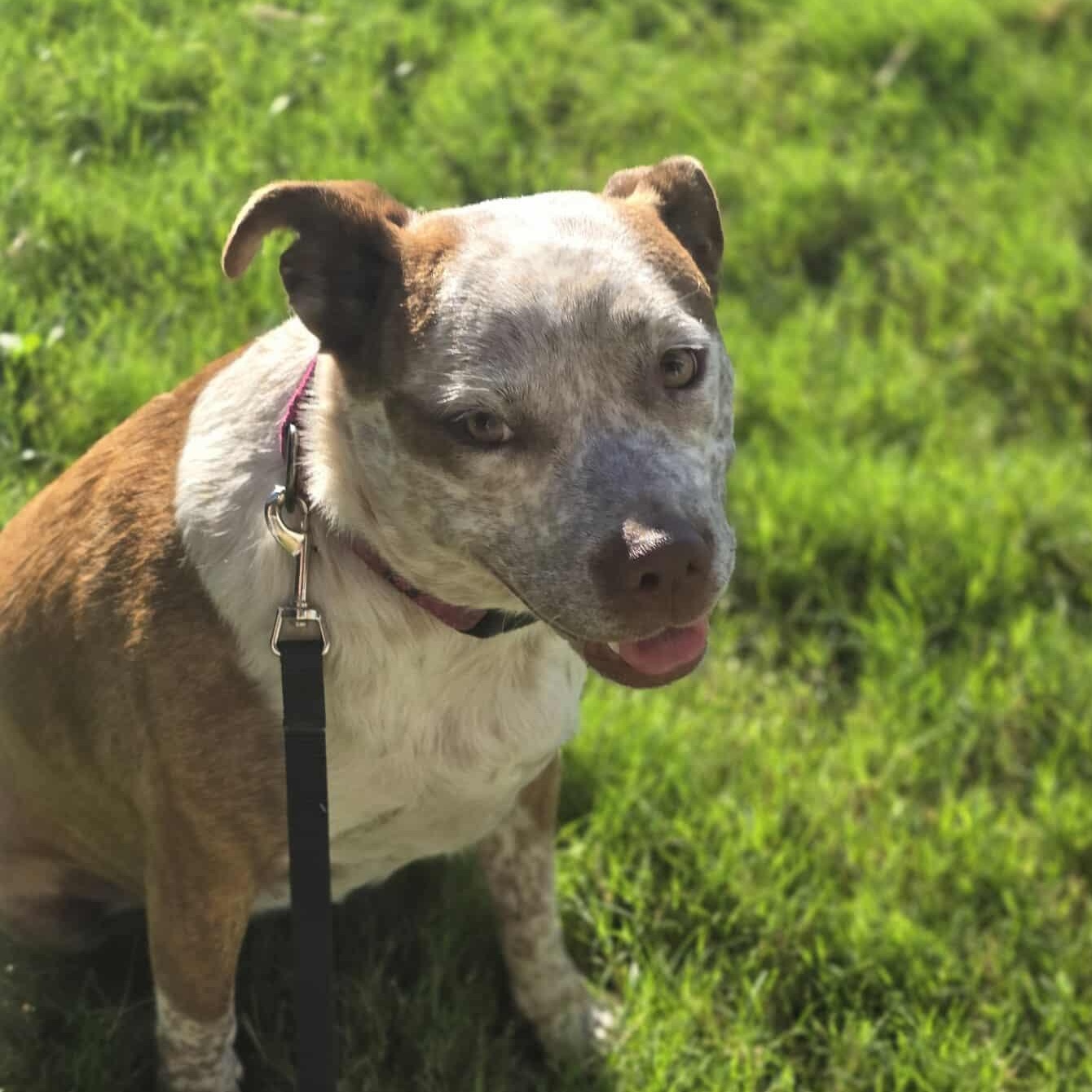 Cinnamon — thumbnail 5