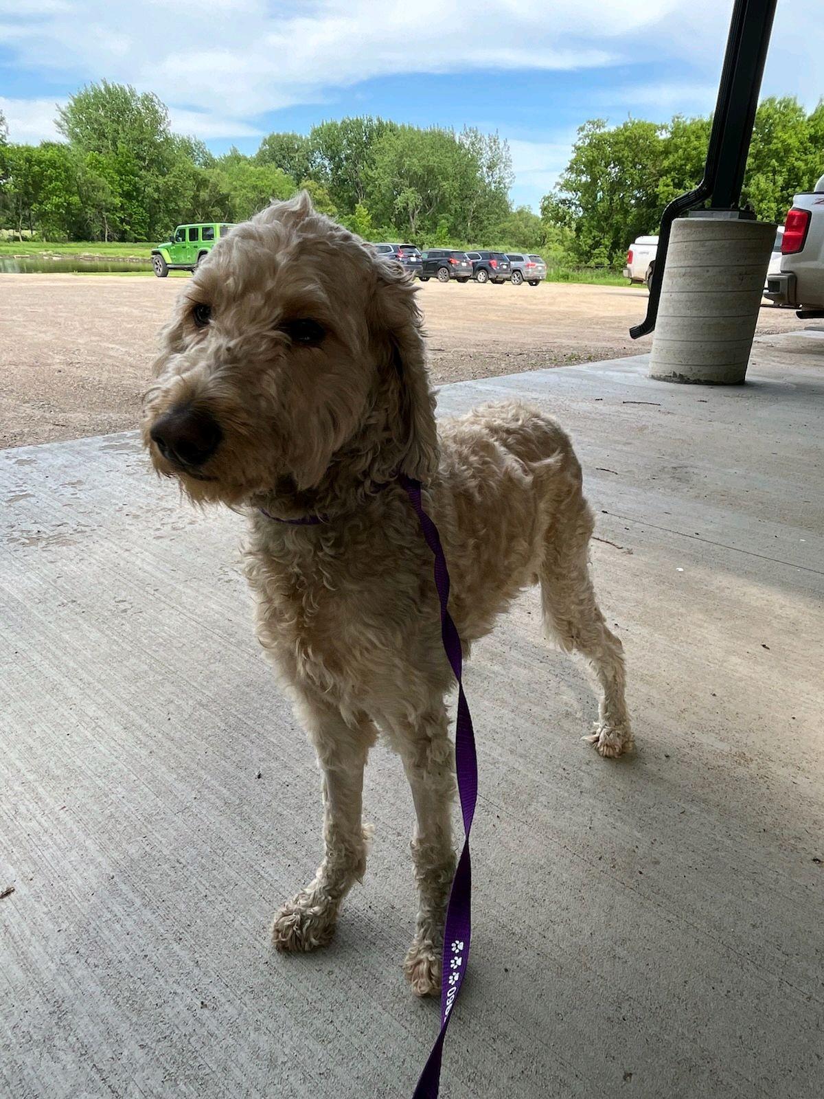 Mandy, adopted, Young Female Goldendoodle.