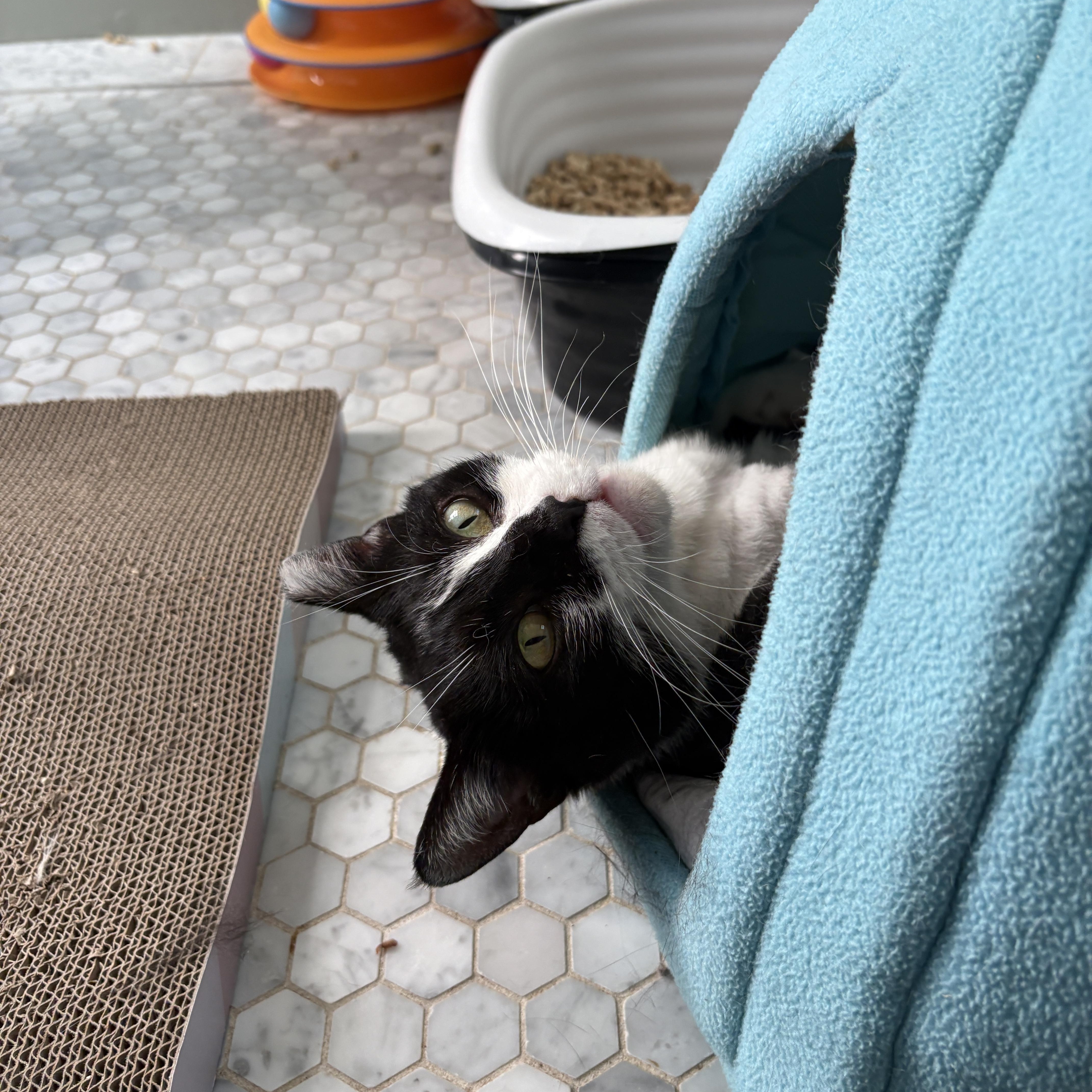 Freya, adopted, Adult Female Domestic Medium Hair.