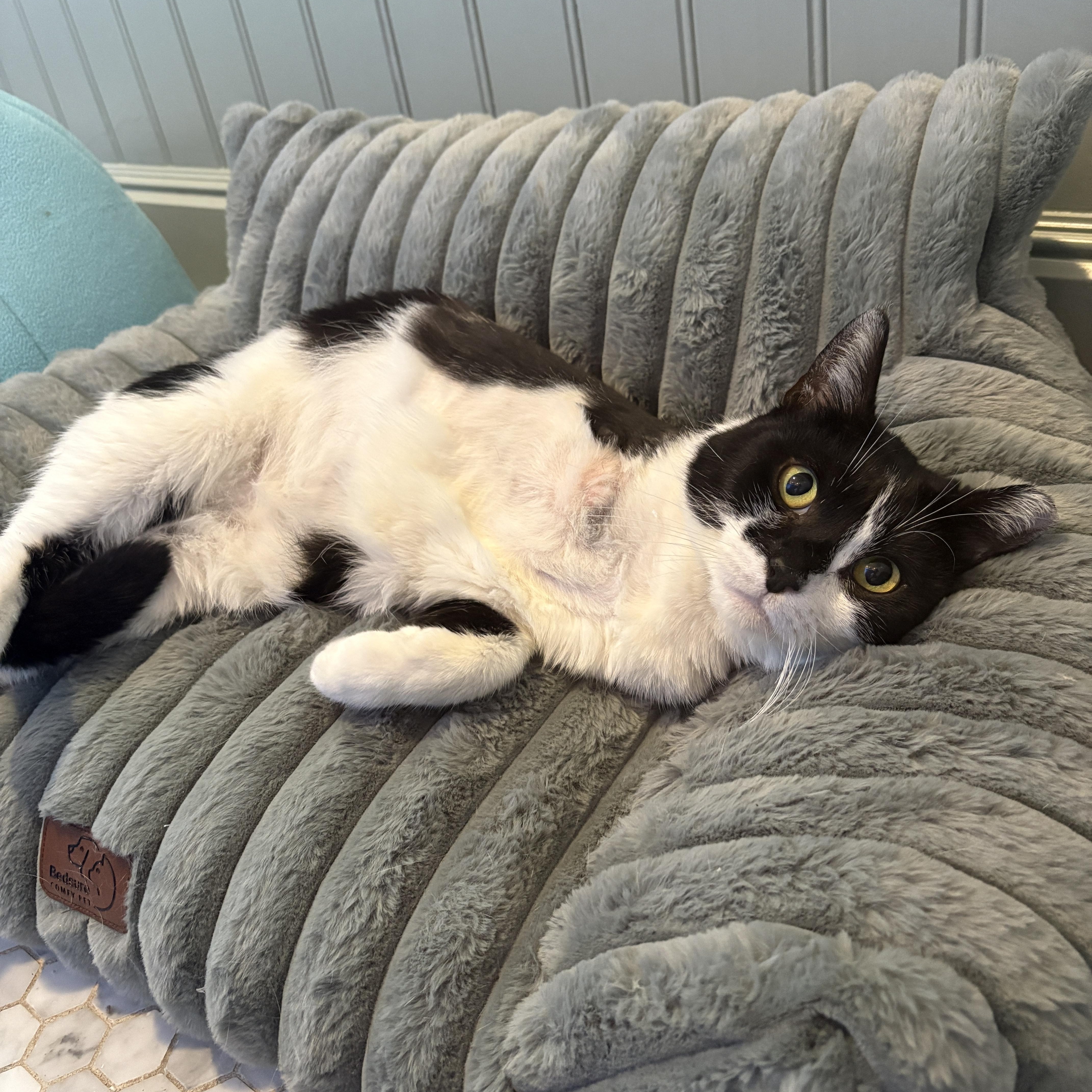 Enlarge Freya, an adopted Domestic Medium Hair in Pacific Palisades, CA image 2/3