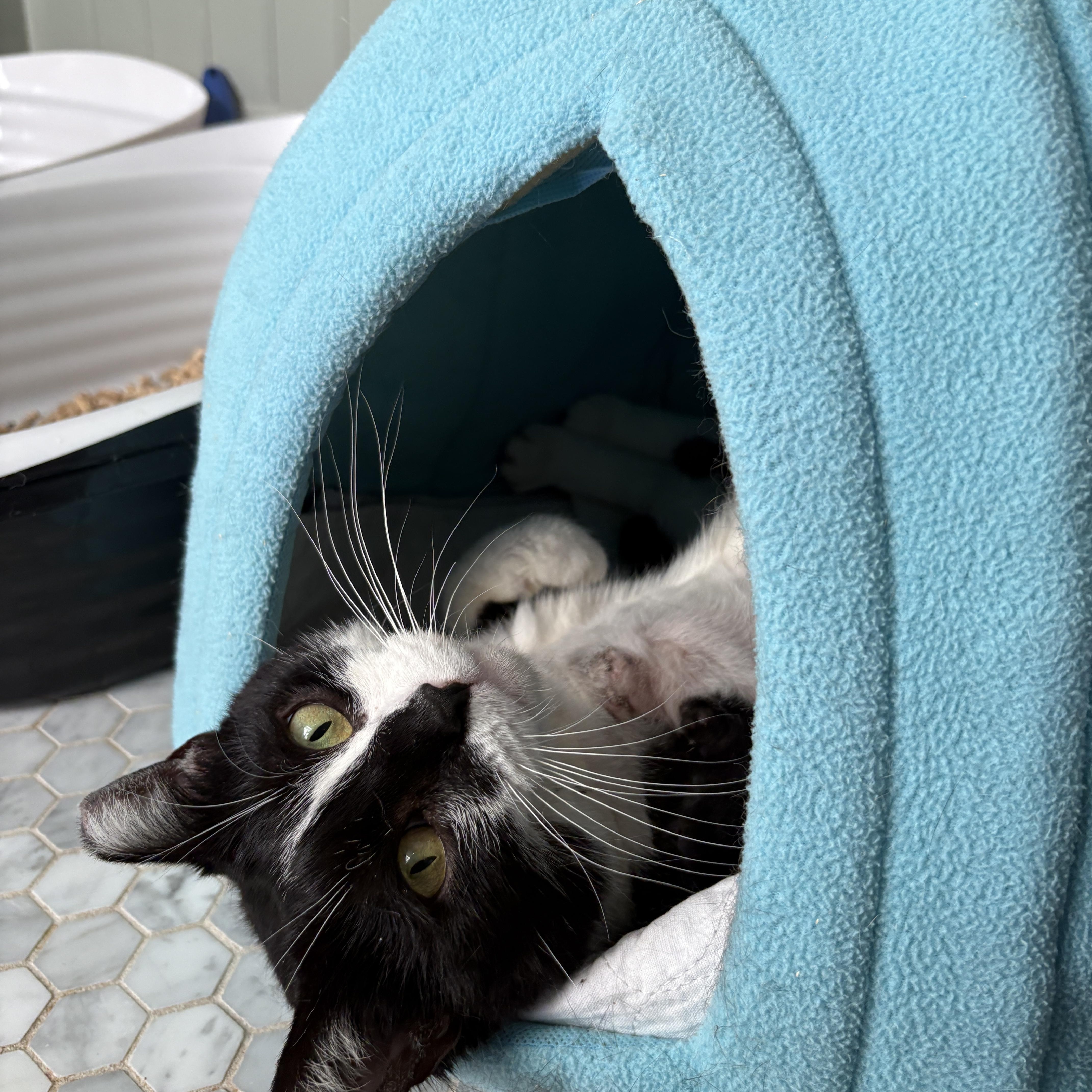 Enlarge Freya, an adopted Domestic Medium Hair in Pacific Palisades, CA image 3/3