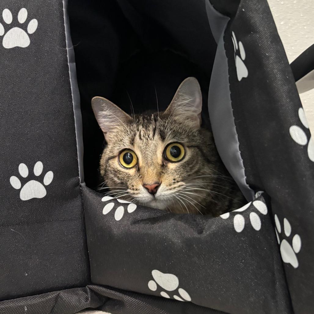 Enlarge BAILEY, a Adoptable mixed breed in Kyle, TX image 1/1