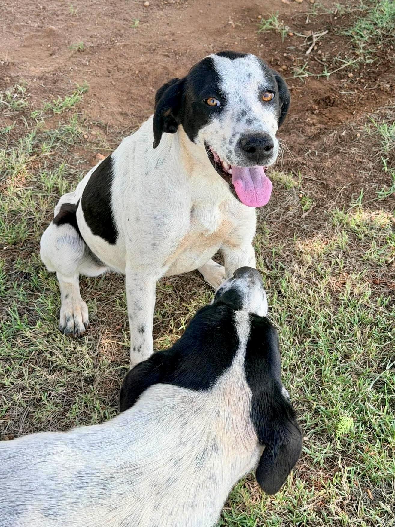 Enlarge Dot, a Adoptable mixed breed in San Antonio, TX image 3/4