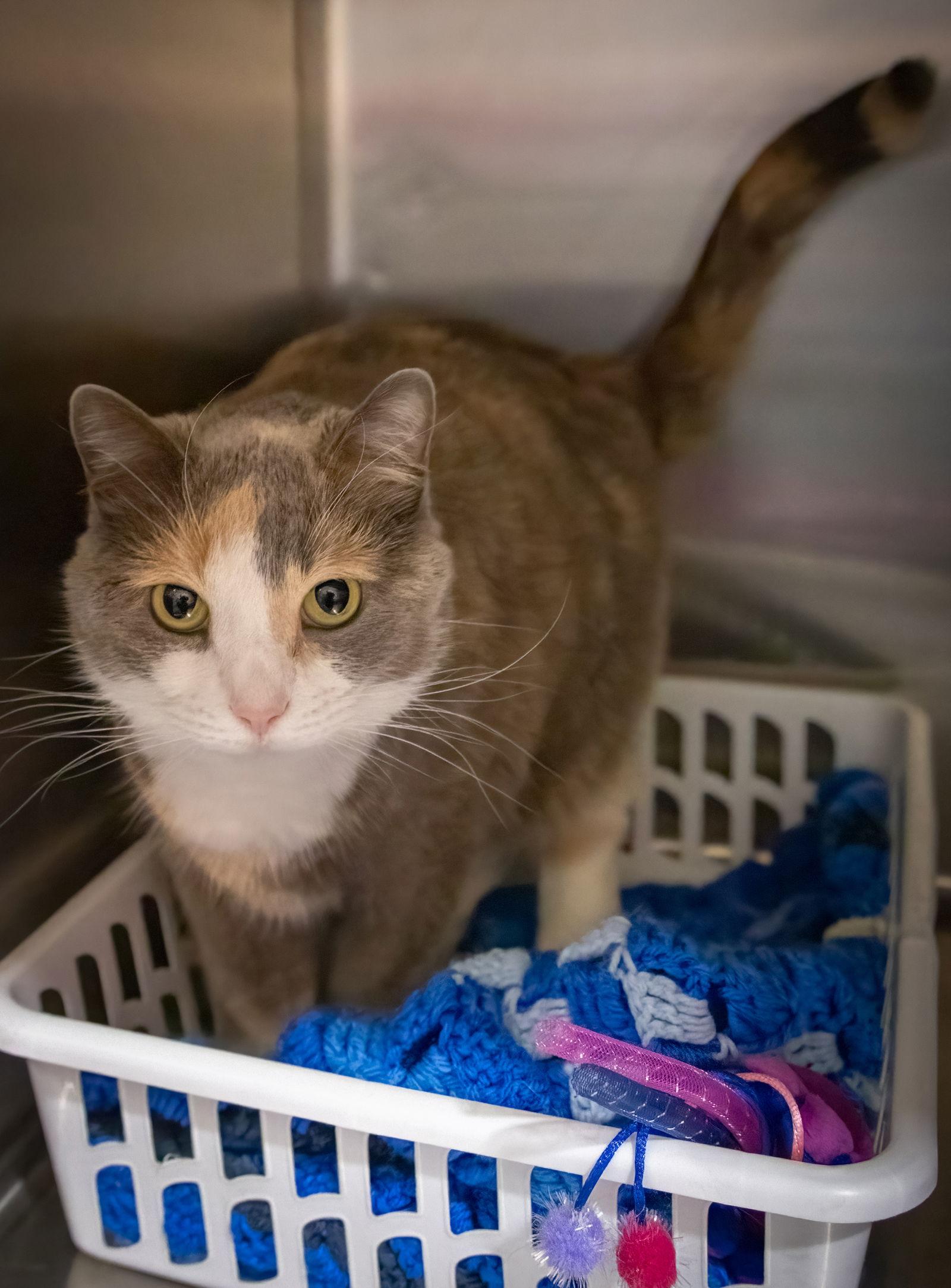 Jellybean thumbnail 3