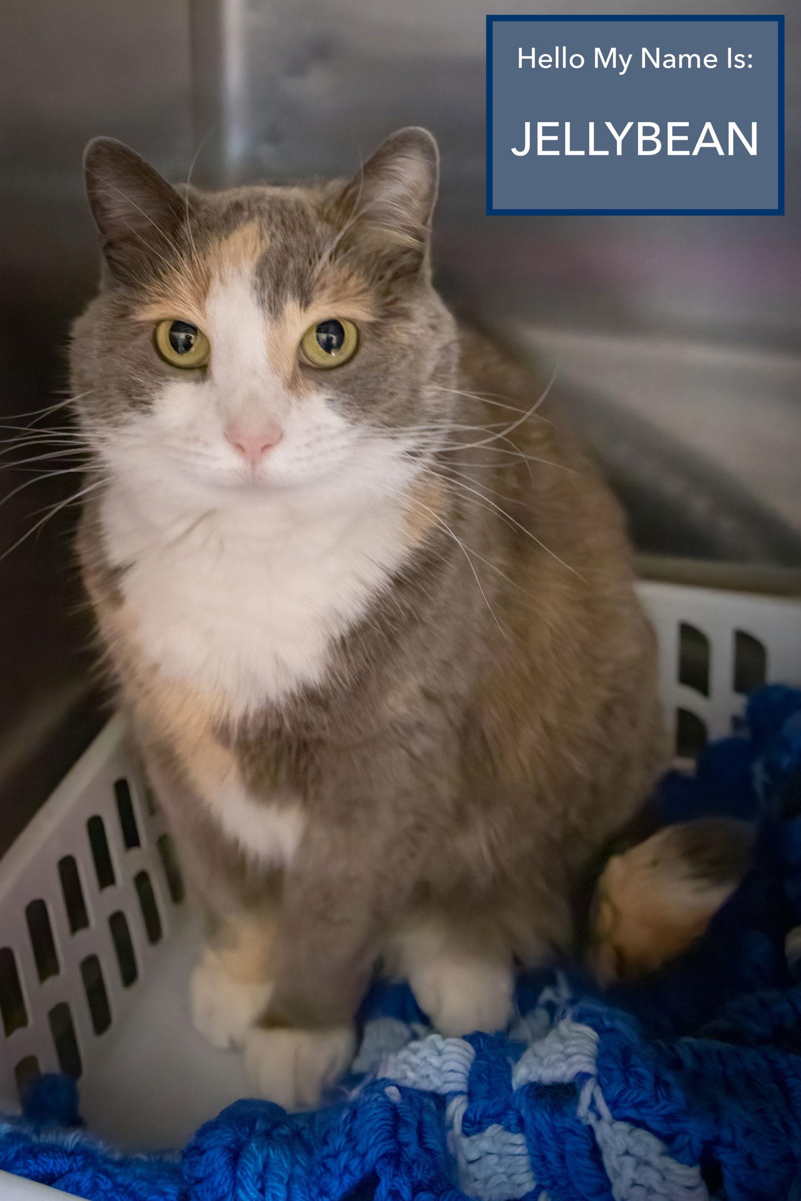 Jellybean thumbnail 4