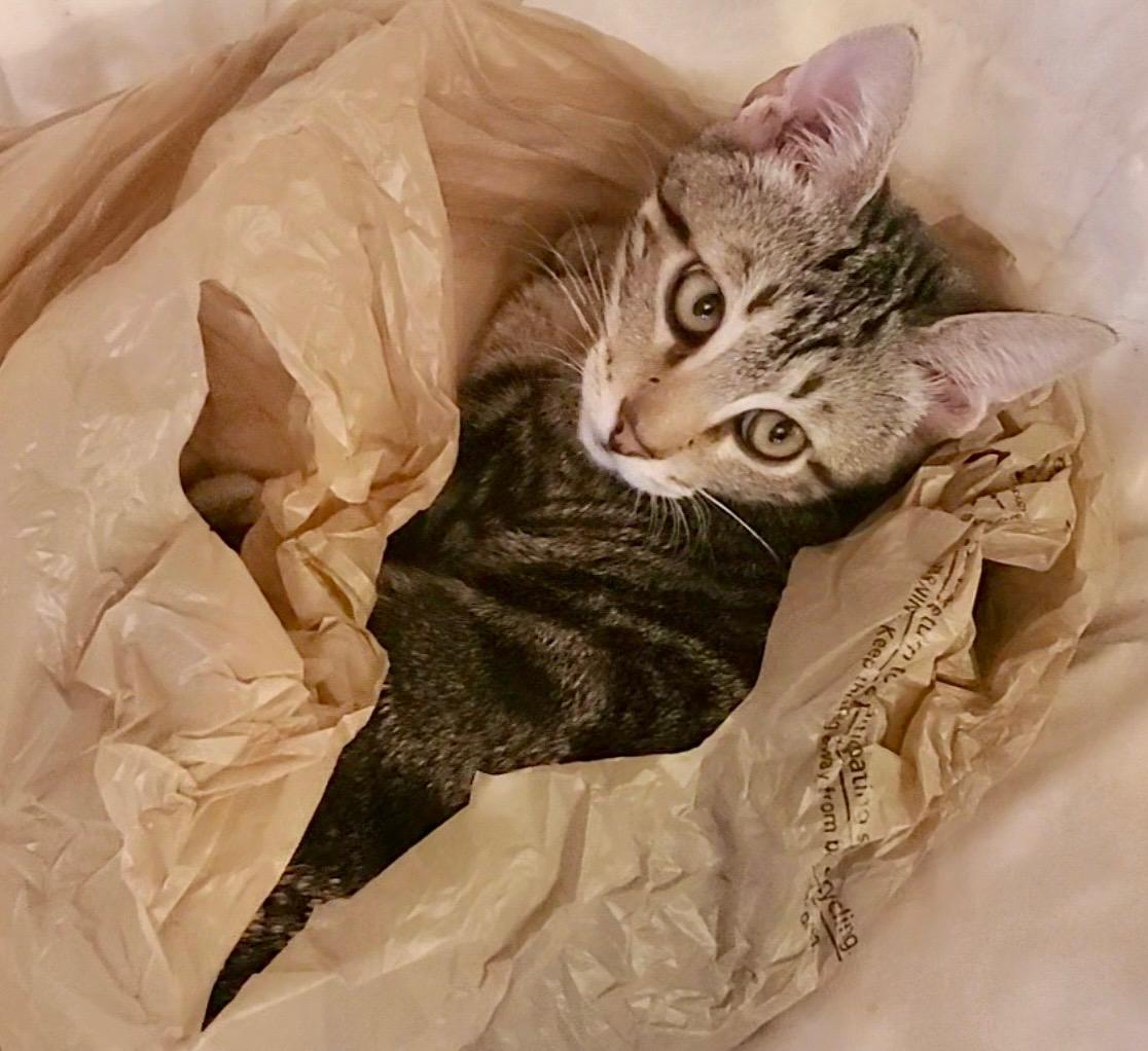 Enlarge Mr. Jasper, a Adoptable Domestic Short Hair in Columbia, SC image 1/3