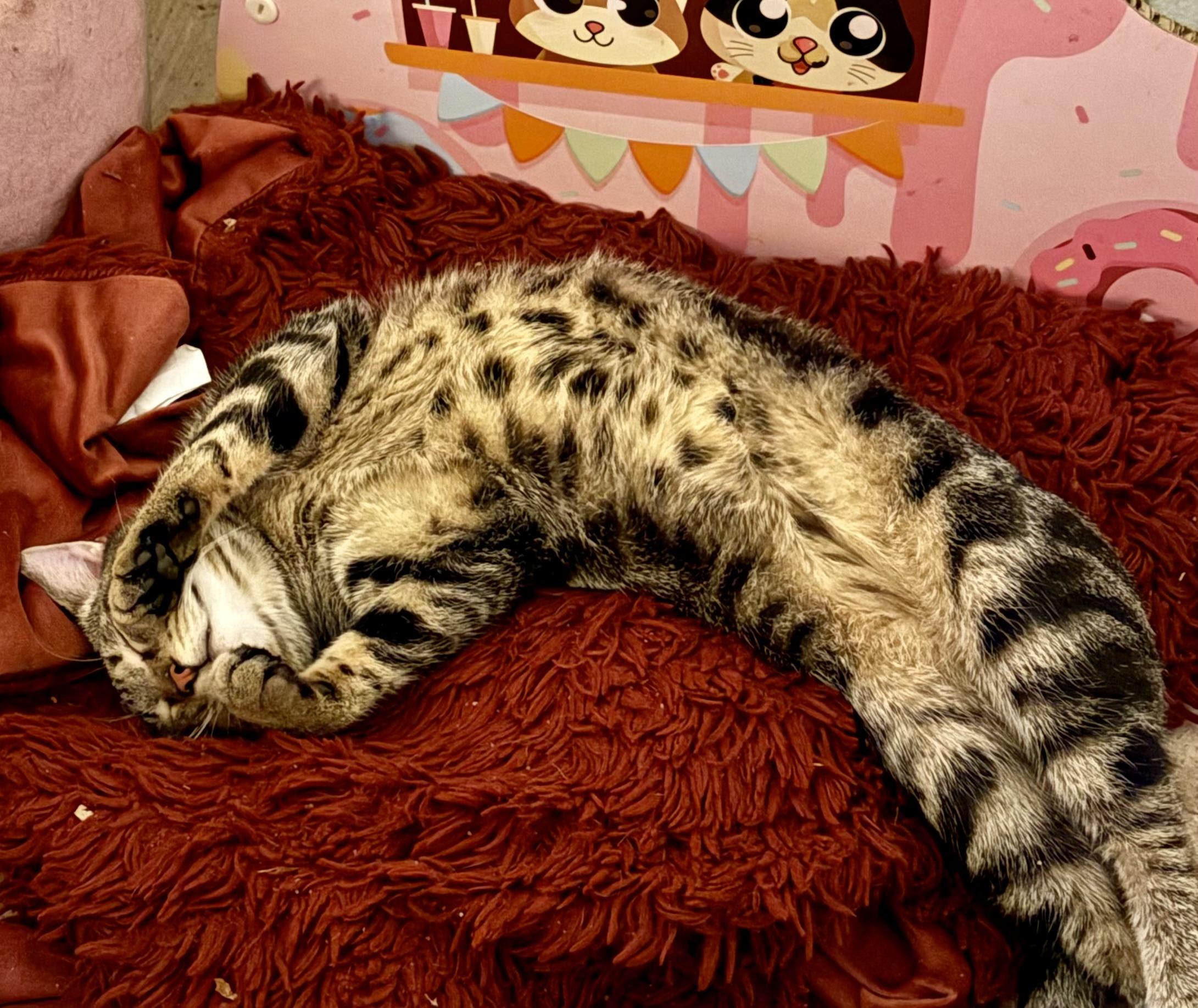 Enlarge Mr. Jasper, a Adoptable Domestic Short Hair in Columbia, SC image 4/4