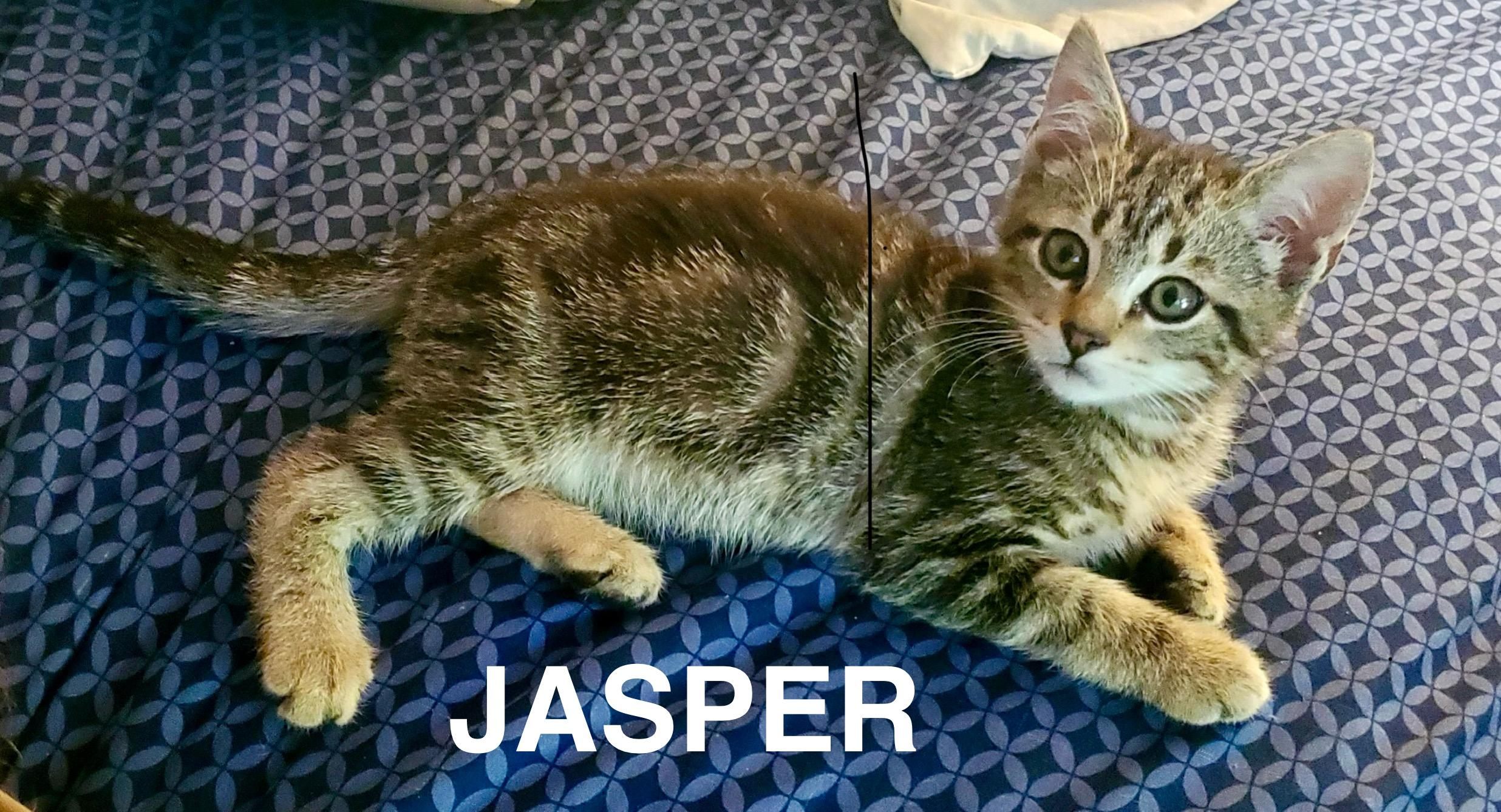 Enlarge Mr. Jasper, a Adoptable Domestic Short Hair in Columbia, SC image 2/3