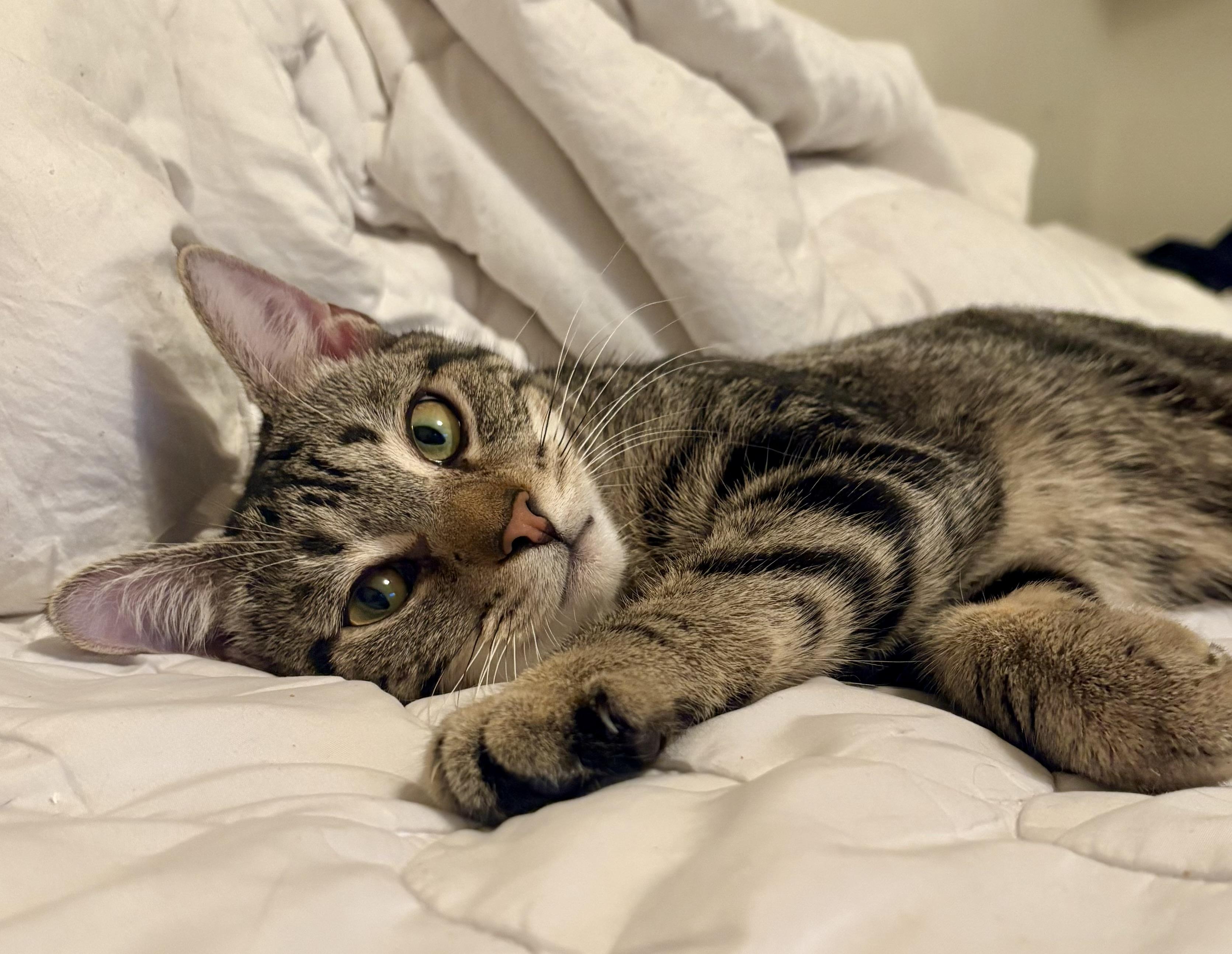 Enlarge Mr. Jasper, a Adoptable Domestic Short Hair in Columbia, SC image 1/4