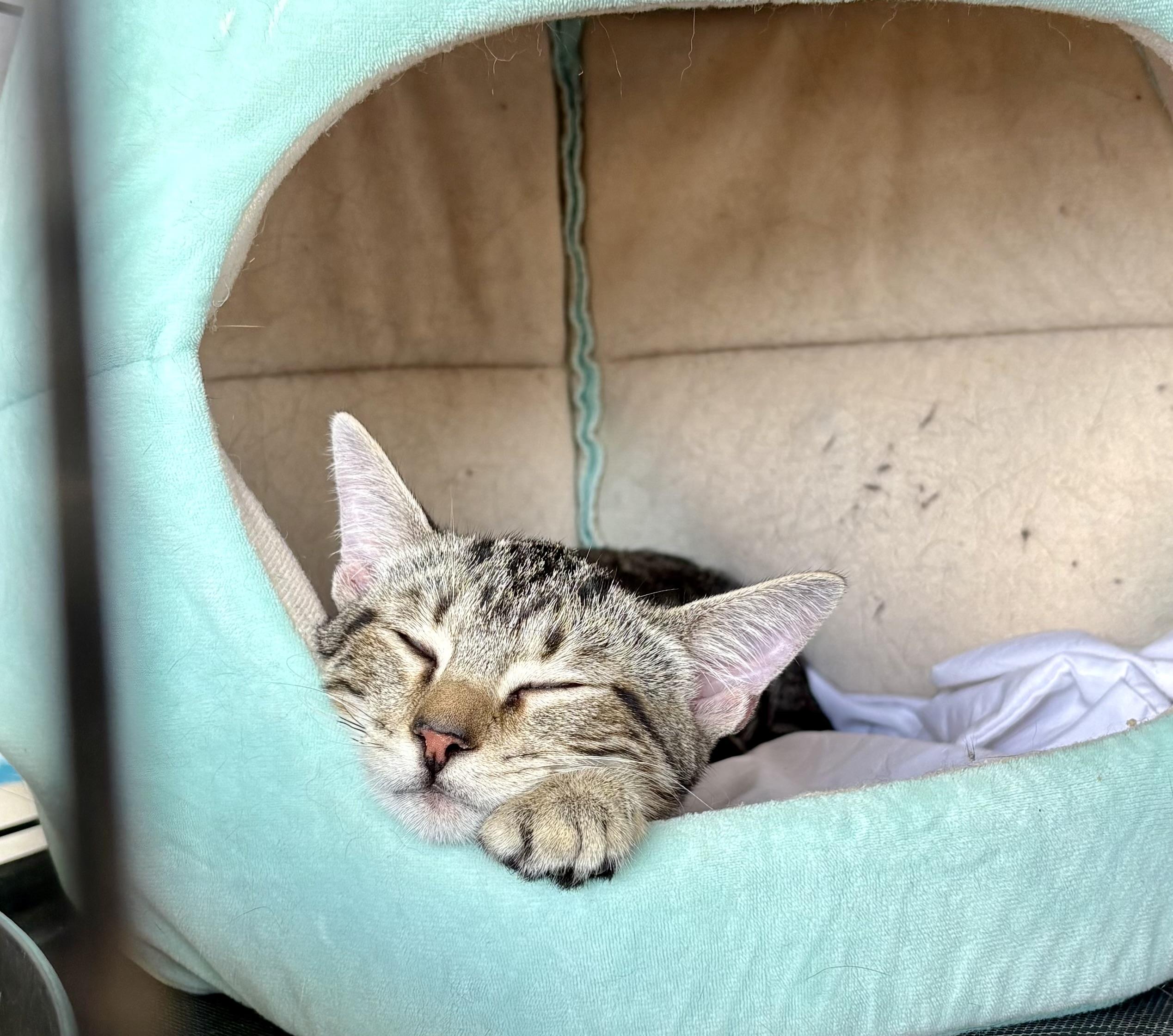 Enlarge Mr. Jasper, a Adoptable Domestic Short Hair in Columbia, SC image 3/3