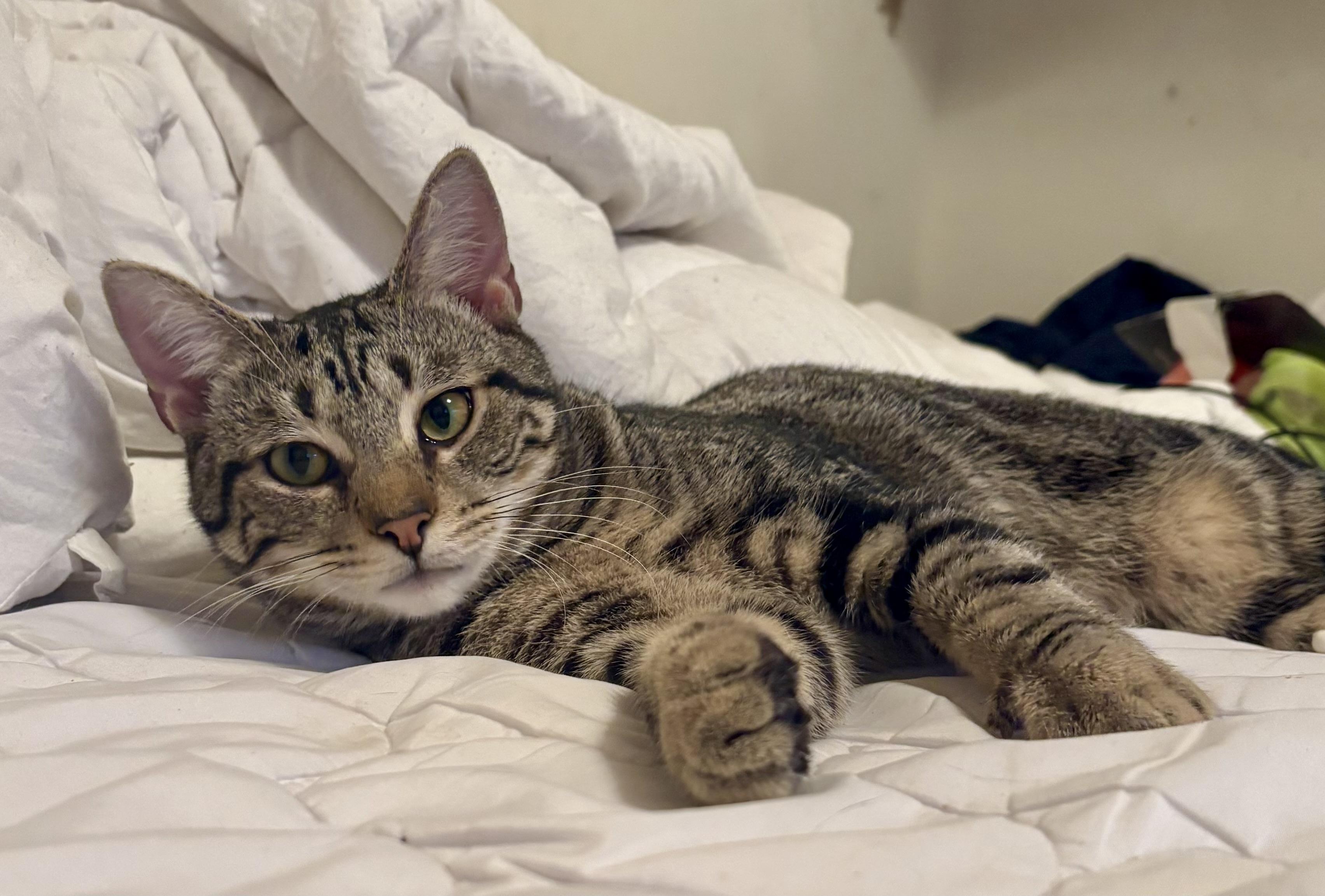 Enlarge Mr. Jasper, a Adoptable Domestic Short Hair in Columbia, SC image 2/4