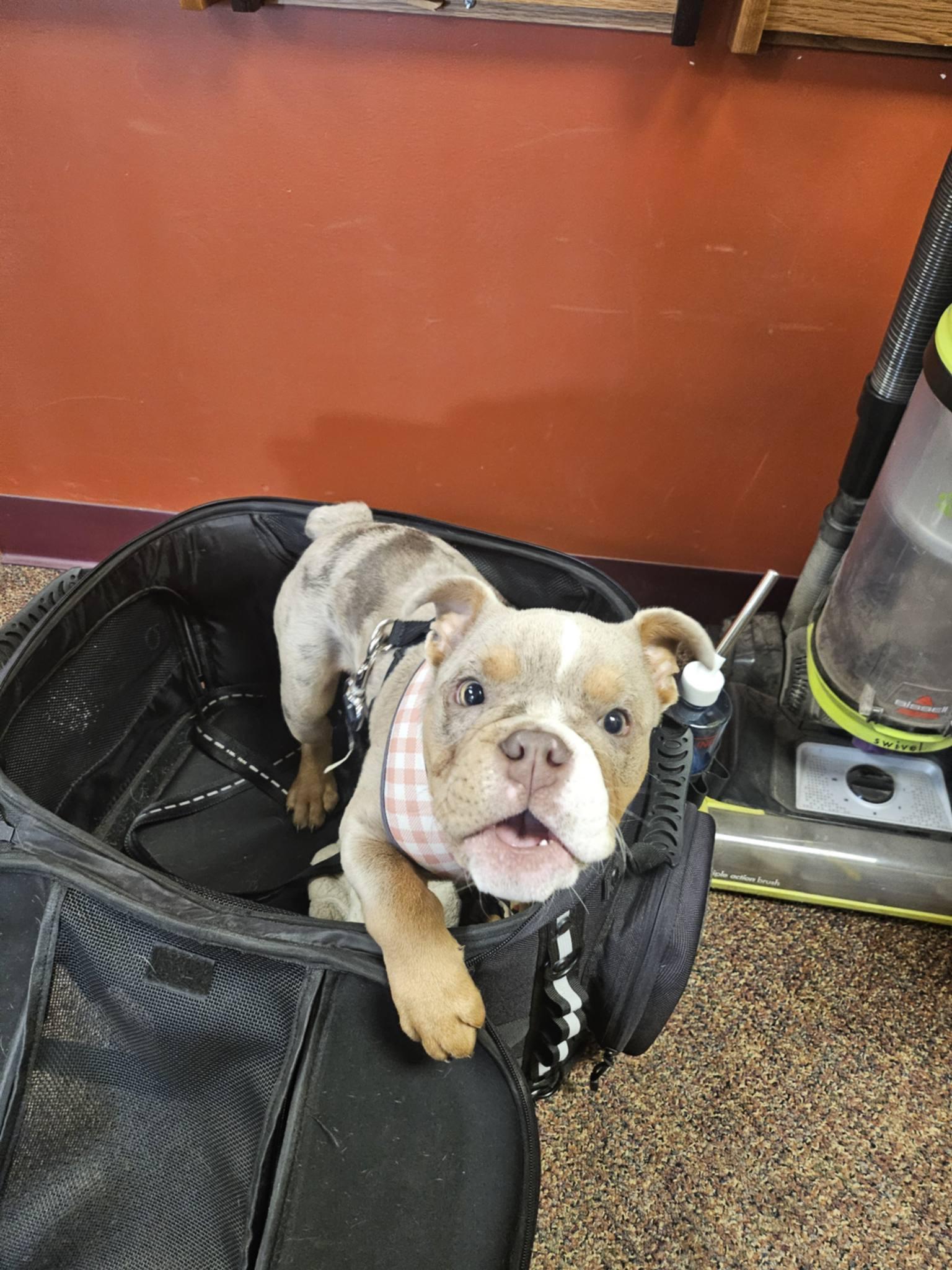 Berle the Merle, Adoptable, Young Male English Bulldog.
