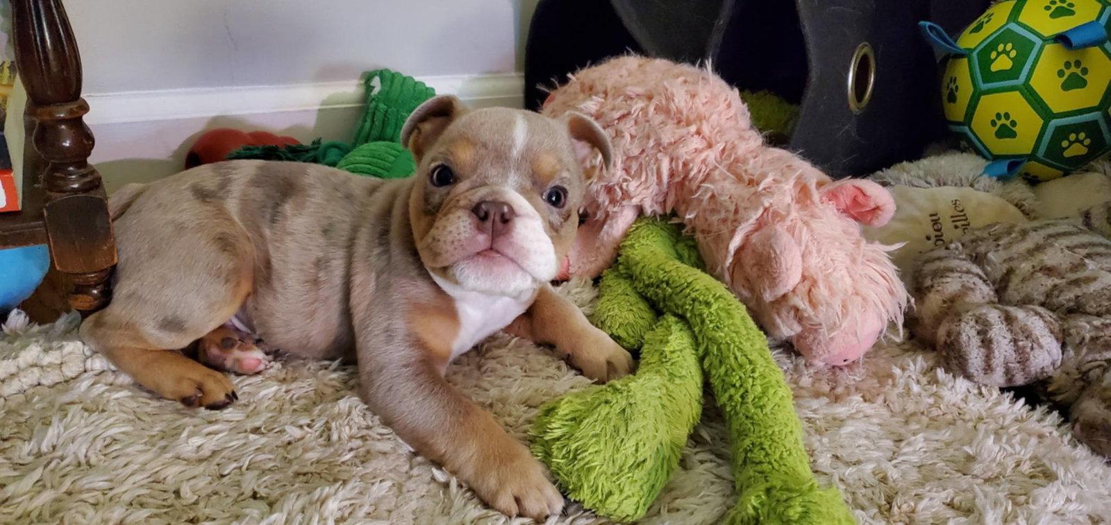 Berle the Merle, a Adoptable English Bulldog in Catasauqua, PA image 2/3