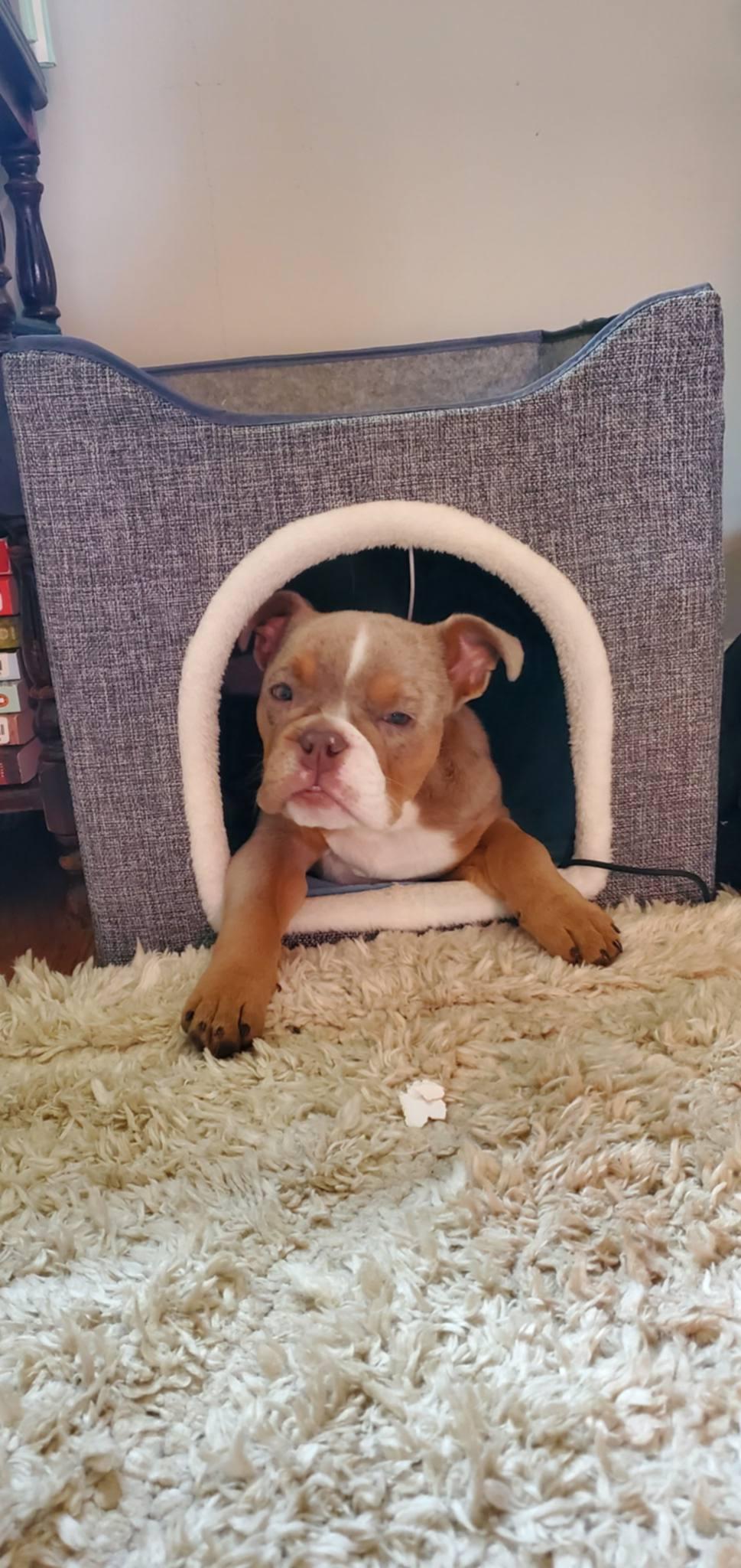 Berle the Merle, a Adoptable English Bulldog in Catasauqua, PA image 3/3