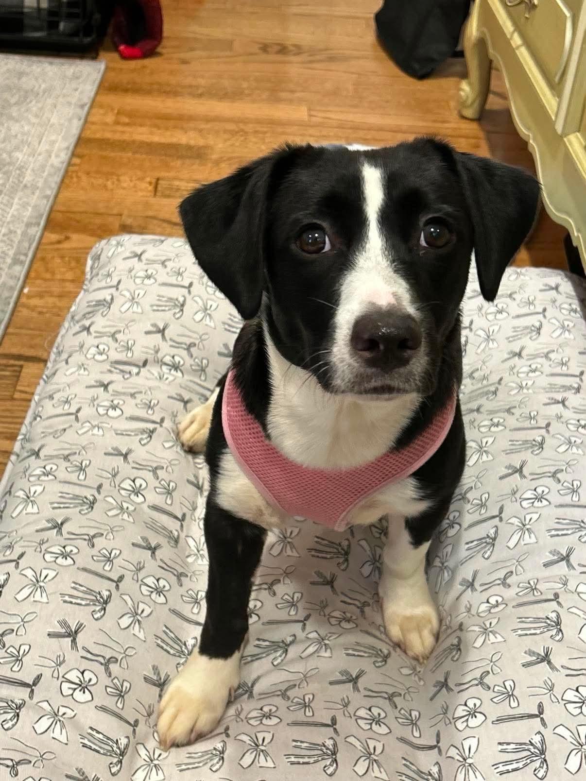 Oreo, Adoptable, Young Female English Springer Spaniel.