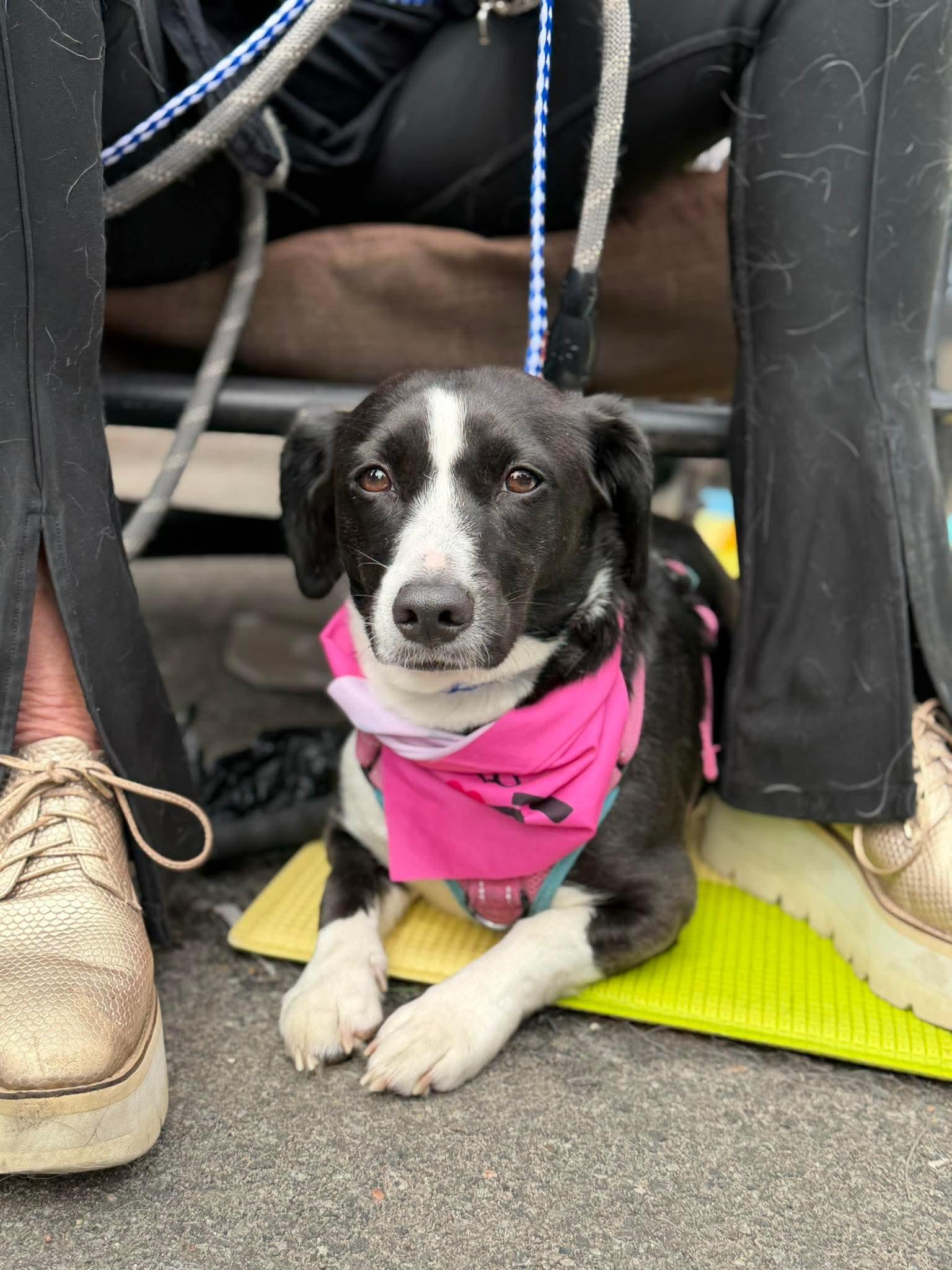 Oreo, a Adoptable English Springer Spaniel in Westwood, NJ image 2/3