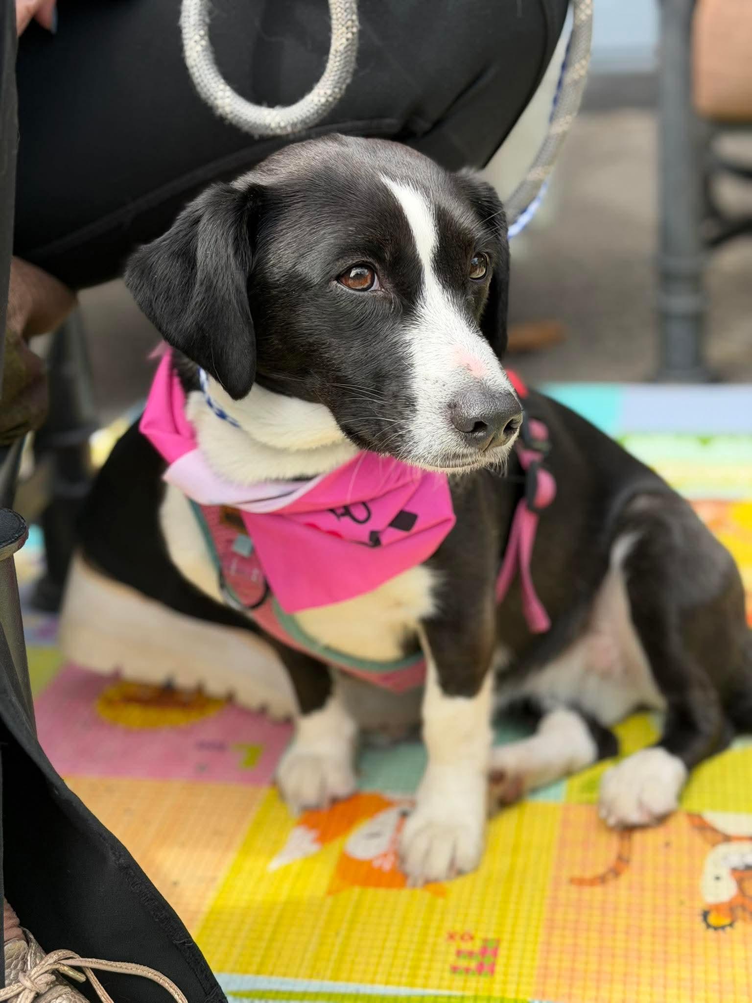 Oreo, a Adoptable English Springer Spaniel in Westwood, NJ image 3/3
