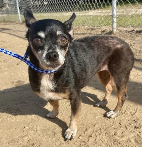 Enlarge ROSIE, a Adoptable mixed breed in Pensacola, FL image 1/1
