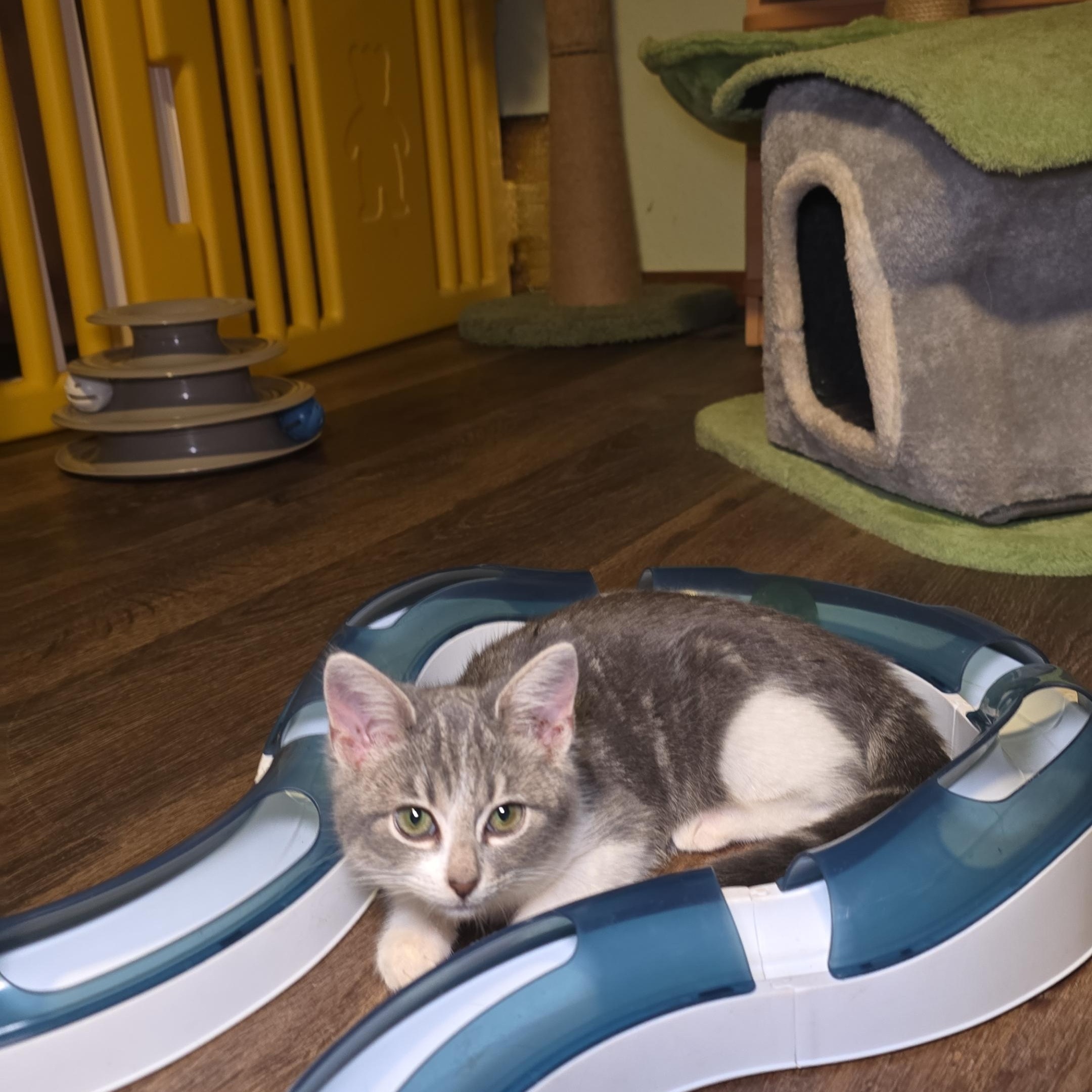 Enlarge PRECIOUS , a Adoptable mixed breed in Fletcher, OK image 3/6