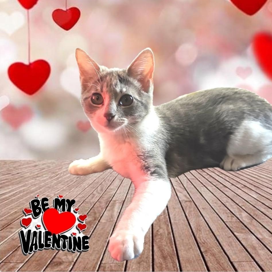 PRECIOUS , Adoptable, Young Female Domestic Short Hair & Tabby.