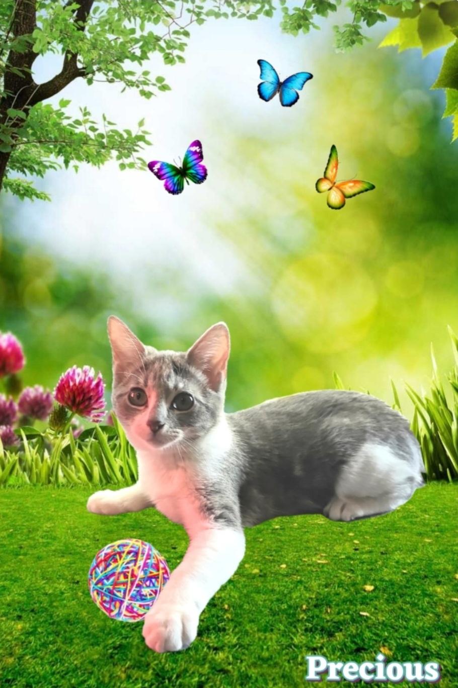 PRECIOUS , Adoptable, Young Female Domestic Short Hair & Tabby.