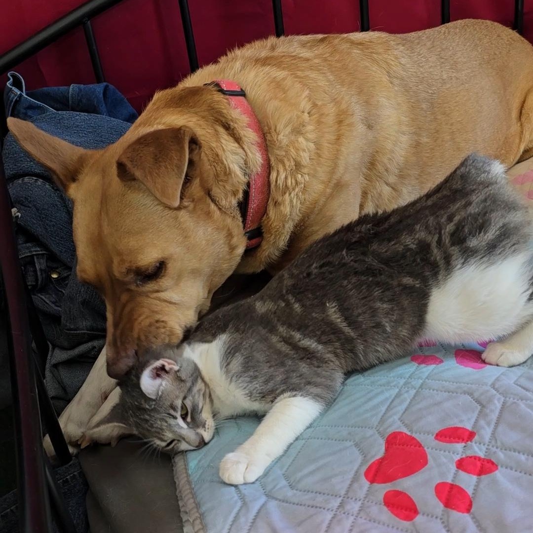 Enlarge PRECIOUS , a Adoptable mixed breed in Fletcher, OK image 4/6