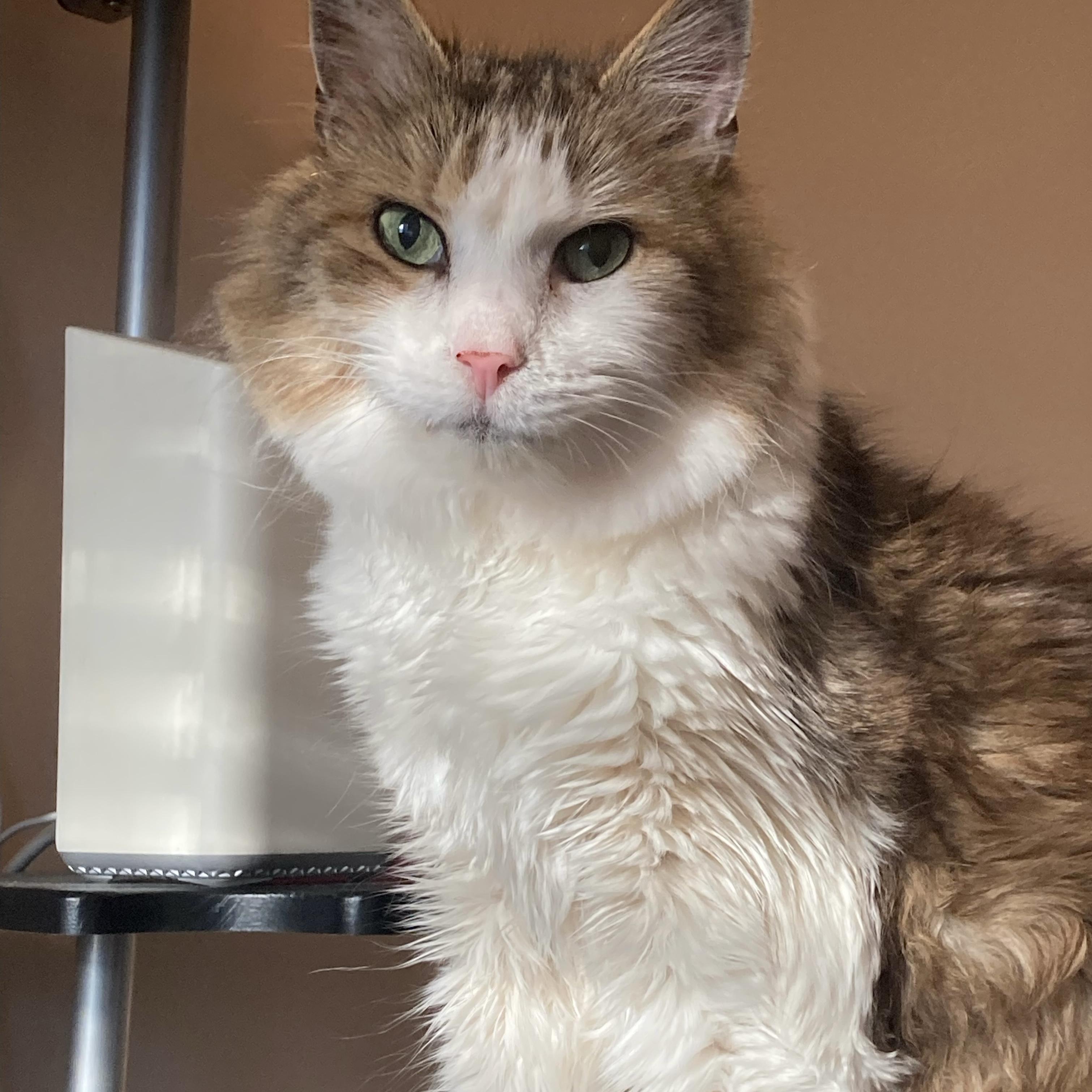 Enlarge Fancy & Kasey, a Adoptable Domestic Short Hair in Centerville, GA image 1/2