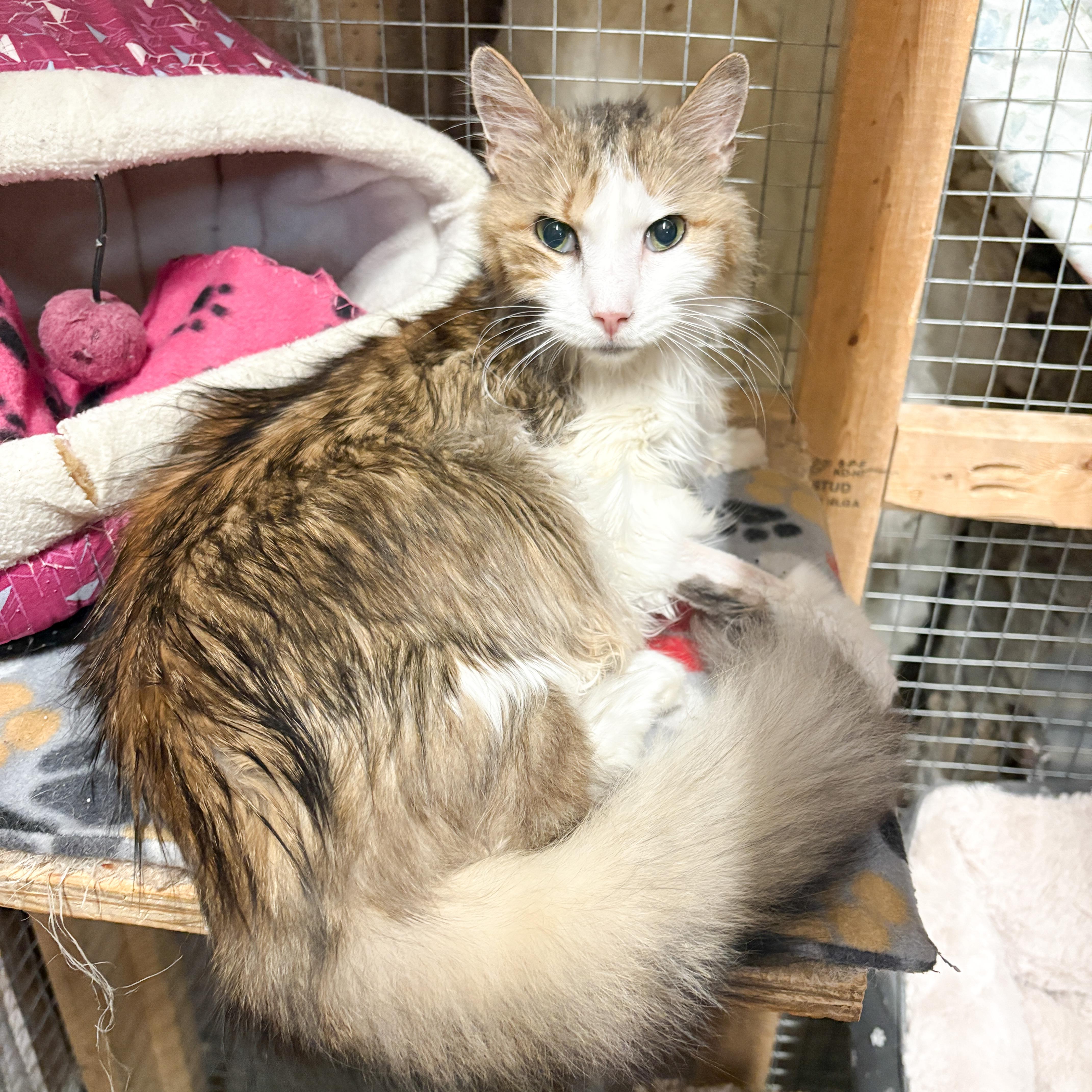 Fancy & Kasey, Senior Female unknown