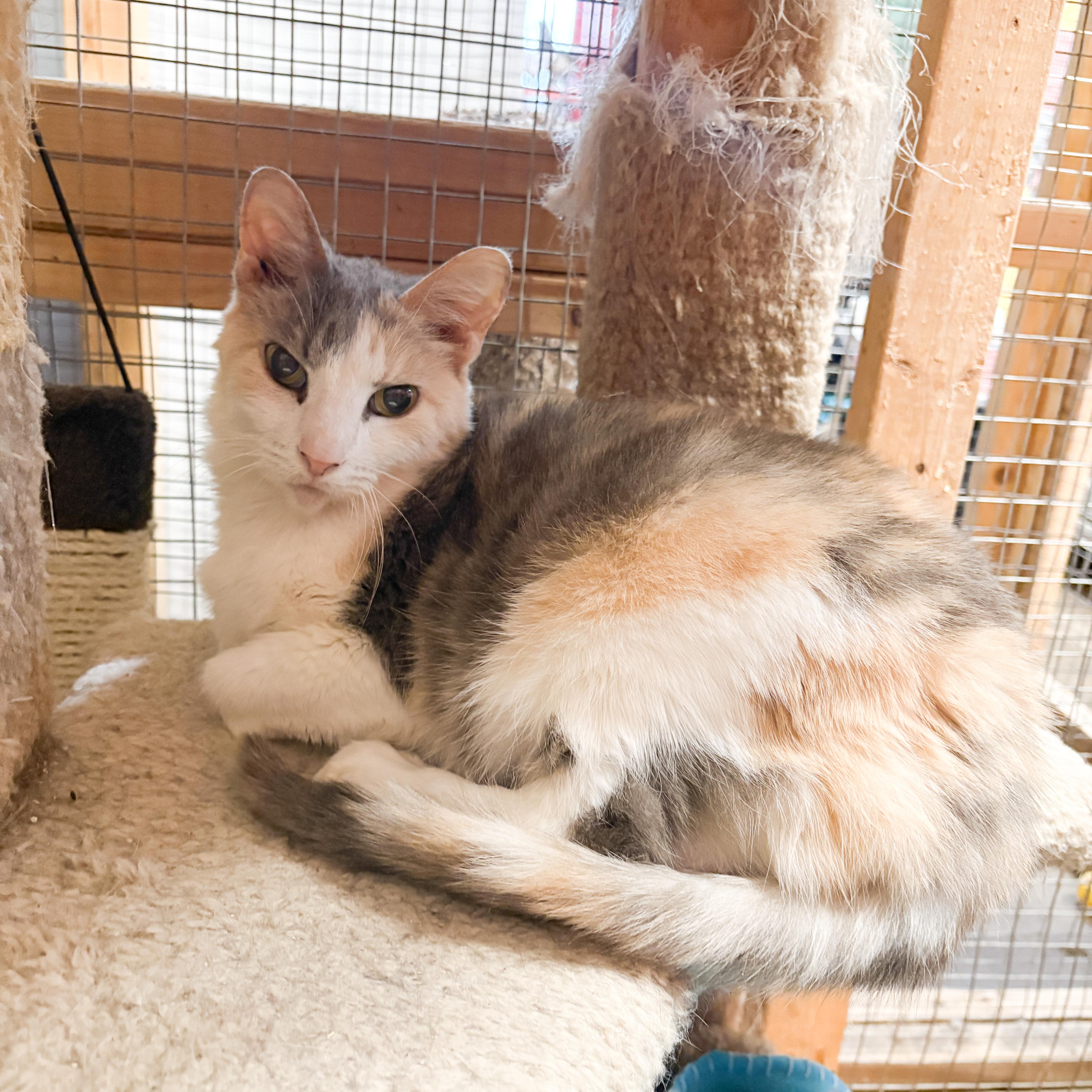 Enlarge Fancy & Kasey, a Adoptable Domestic Short Hair in Centerville, GA image 2/2