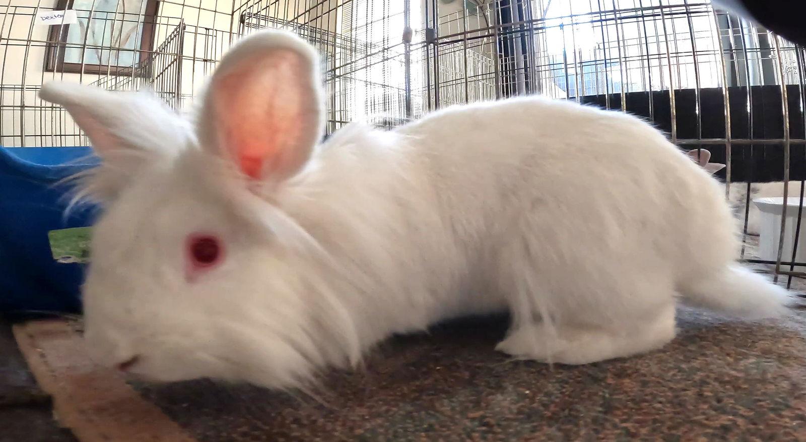Capri, Adoptable, Young Female Lionhead.