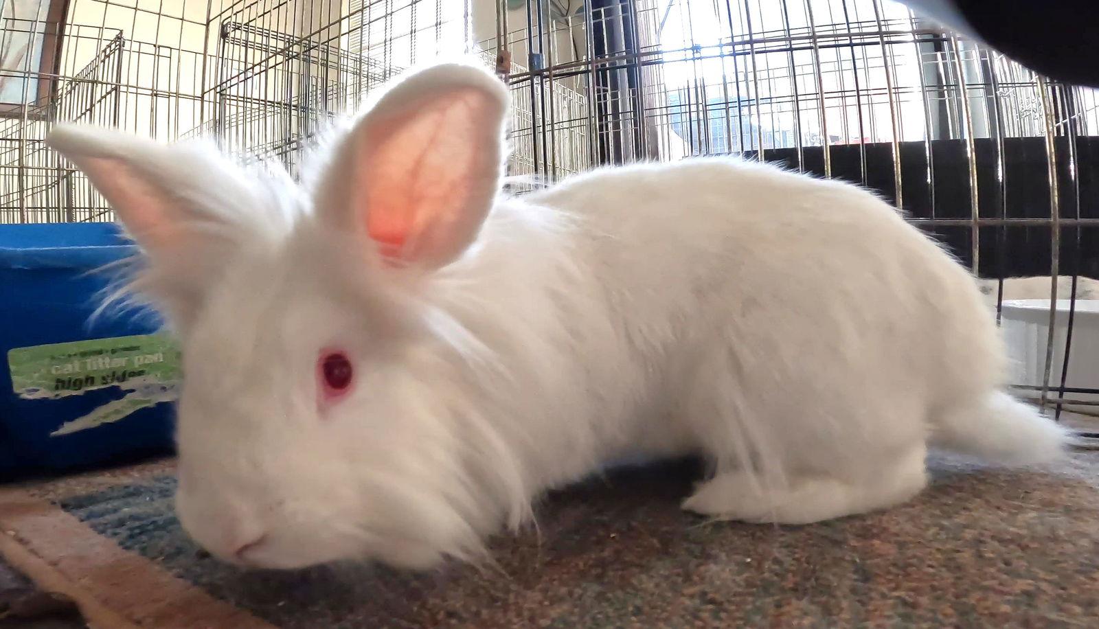 Enlarge Capri, a Adoptable Lionhead in Queen Creek, AZ image 2/3