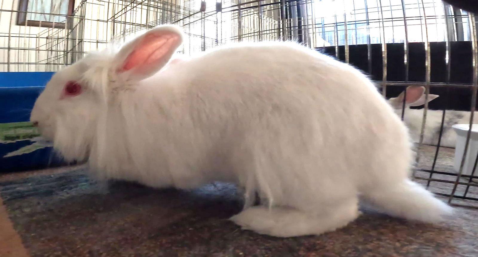 Enlarge Capri, a Adoptable Lionhead in Queen Creek, AZ image 3/3