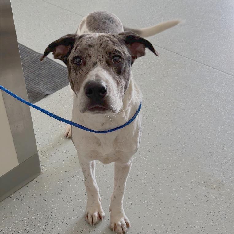 Rolo, Adoptable, Young Male German Shorthaired Pointer & Mixed Breed.