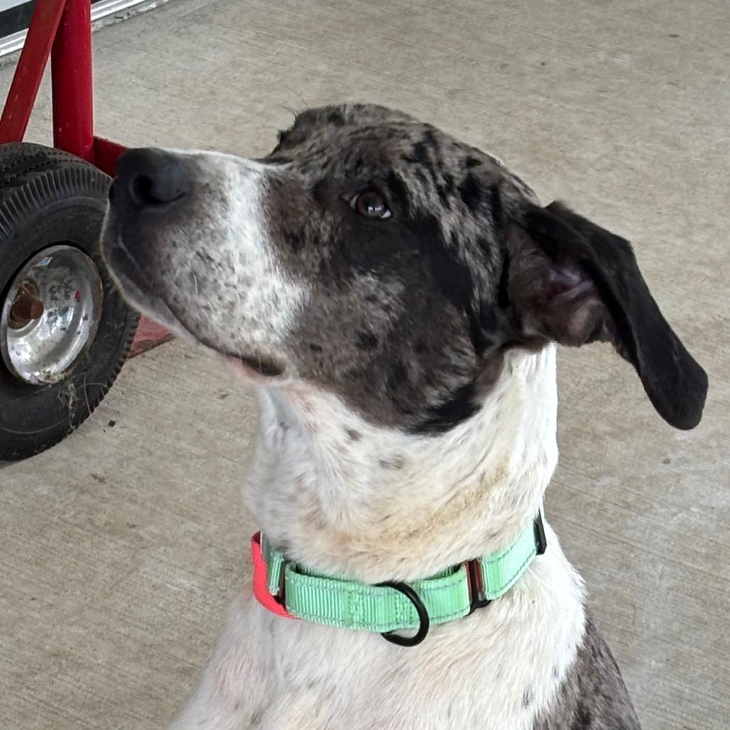 Enlarge Rolo, a Adoptable mixed breed in Galax, VA image 2/3