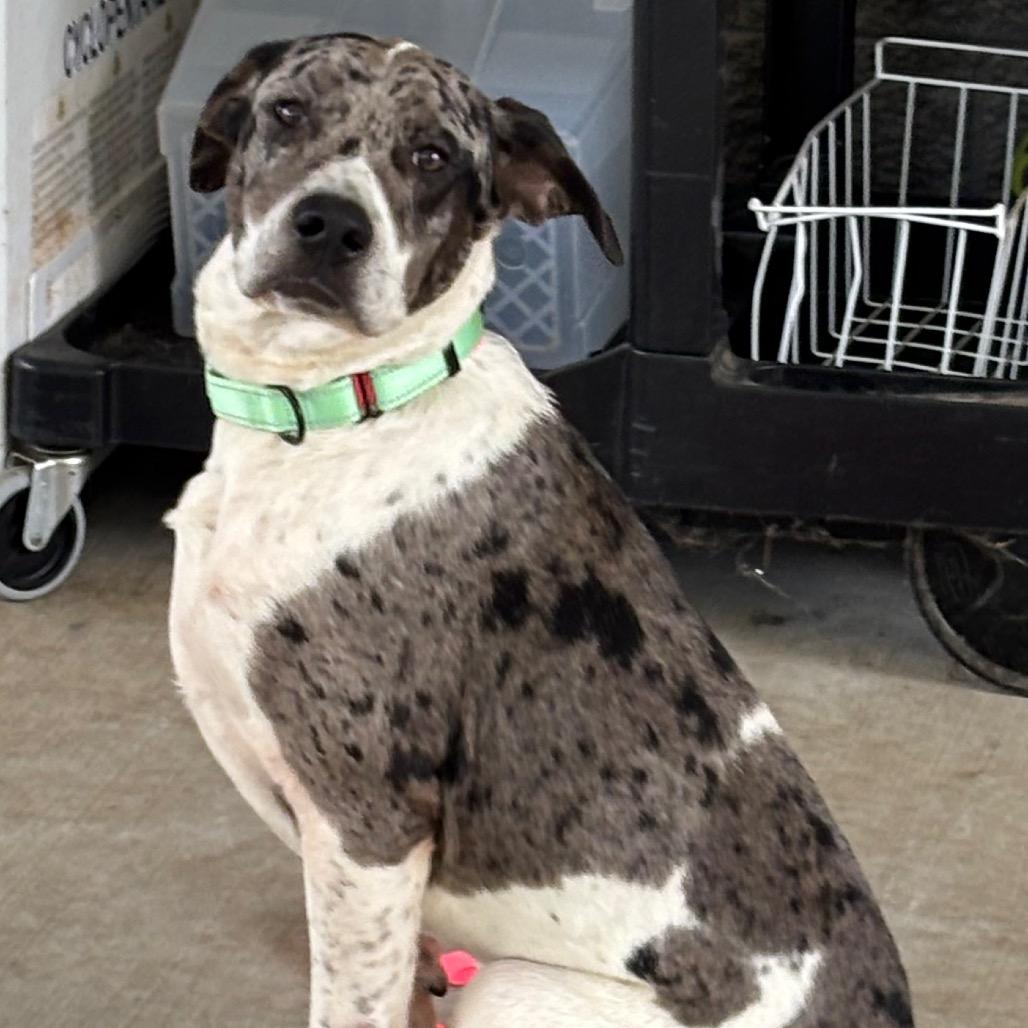 Enlarge Rolo, a Adoptable mixed breed in Galax, VA image 3/3