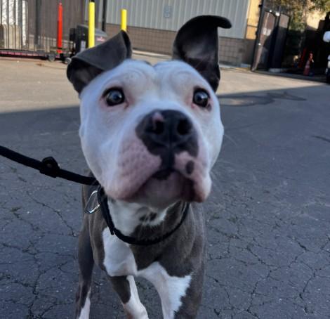 Enlarge LYDIA, a Adoptable mixed breed in Alameda, CA image 1/1