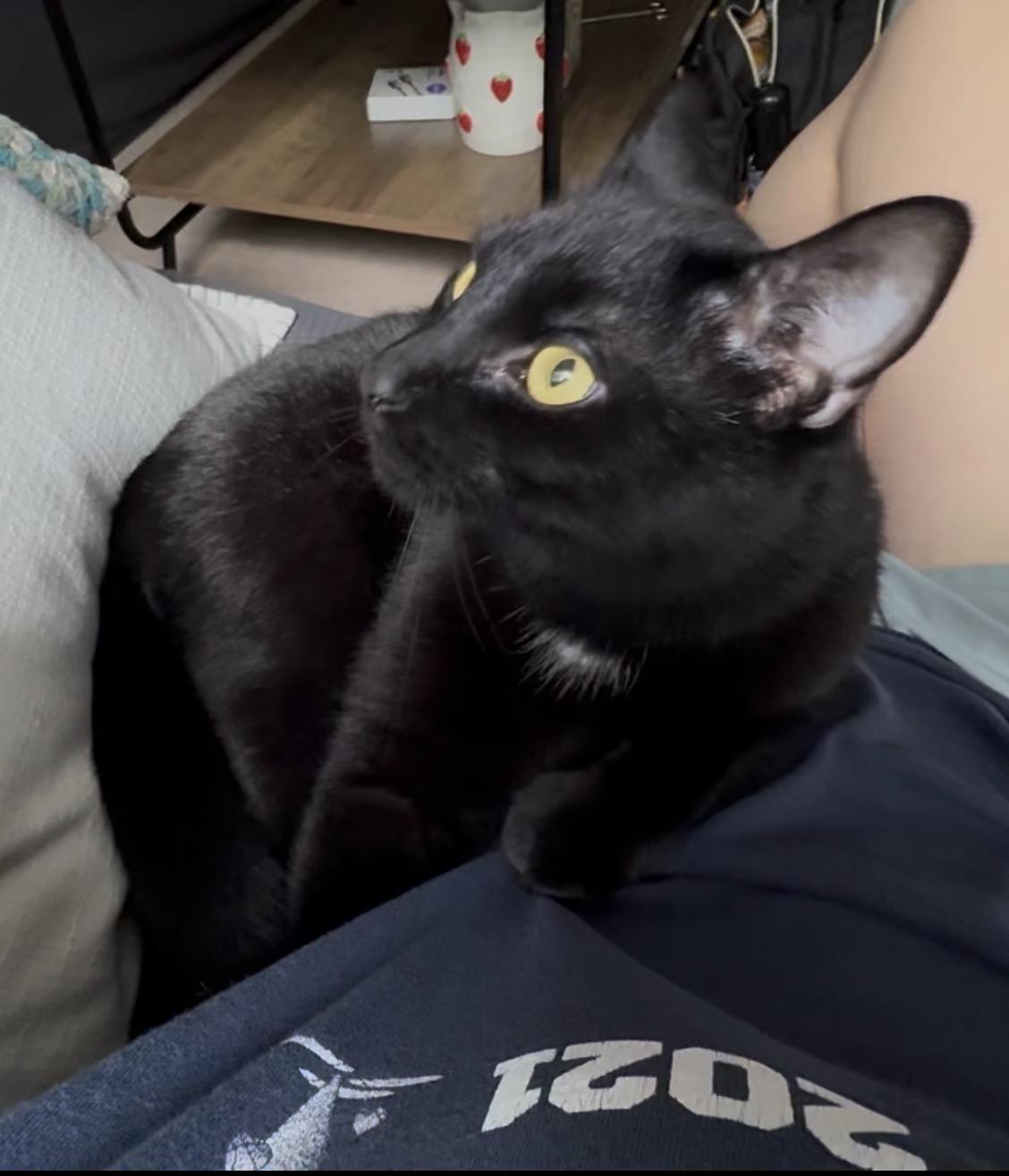 Enlarge Castiel, an adopted Domestic Short Hair in Andover, CT image 2/6