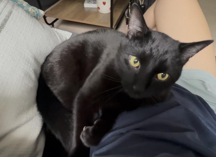 Enlarge Castiel, an adopted Domestic Short Hair in Andover, CT image 1/6