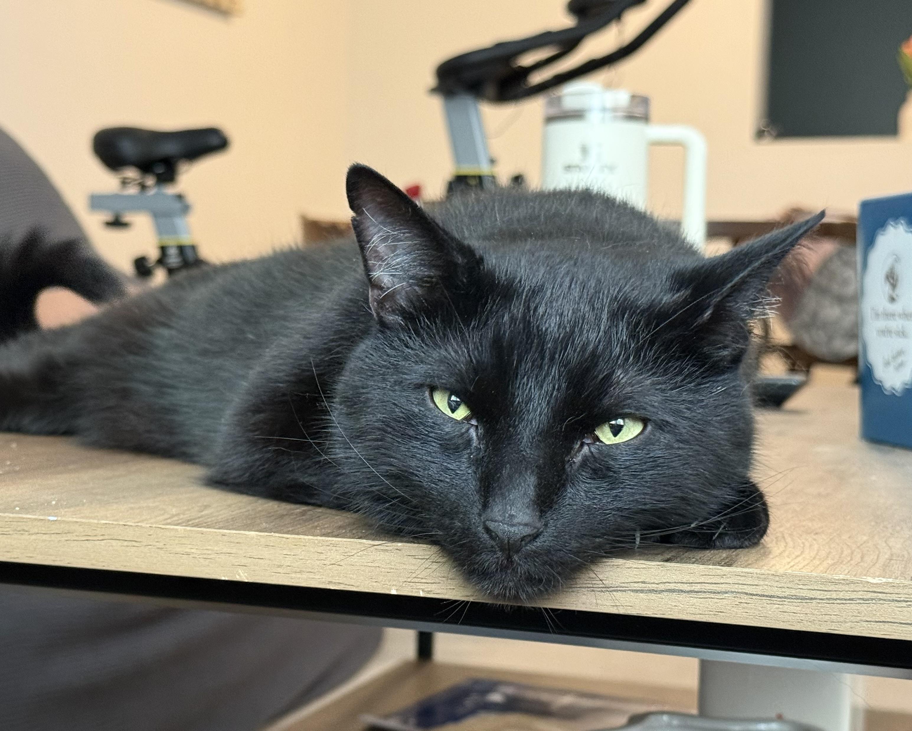 Enlarge Castiel, an adopted Domestic Short Hair in Andover, CT image 4/6