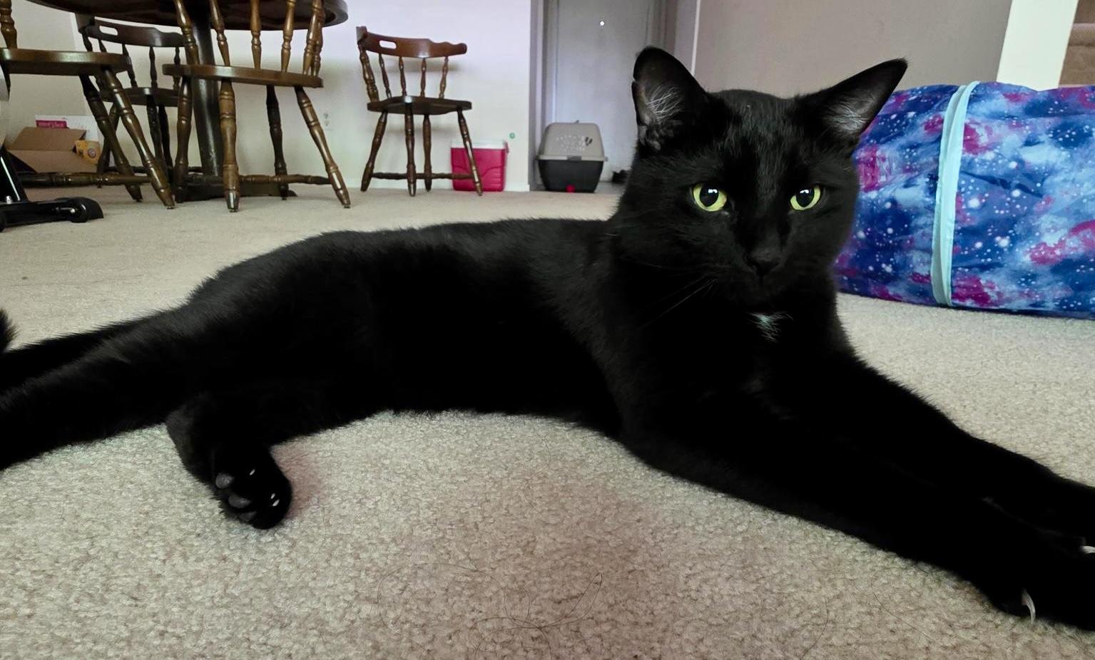 Enlarge Castiel, an adopted Domestic Short Hair in Andover, CT image 3/6