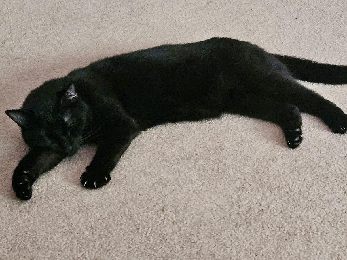 Enlarge Castiel, an adopted Domestic Short Hair in Andover, CT image 6/6