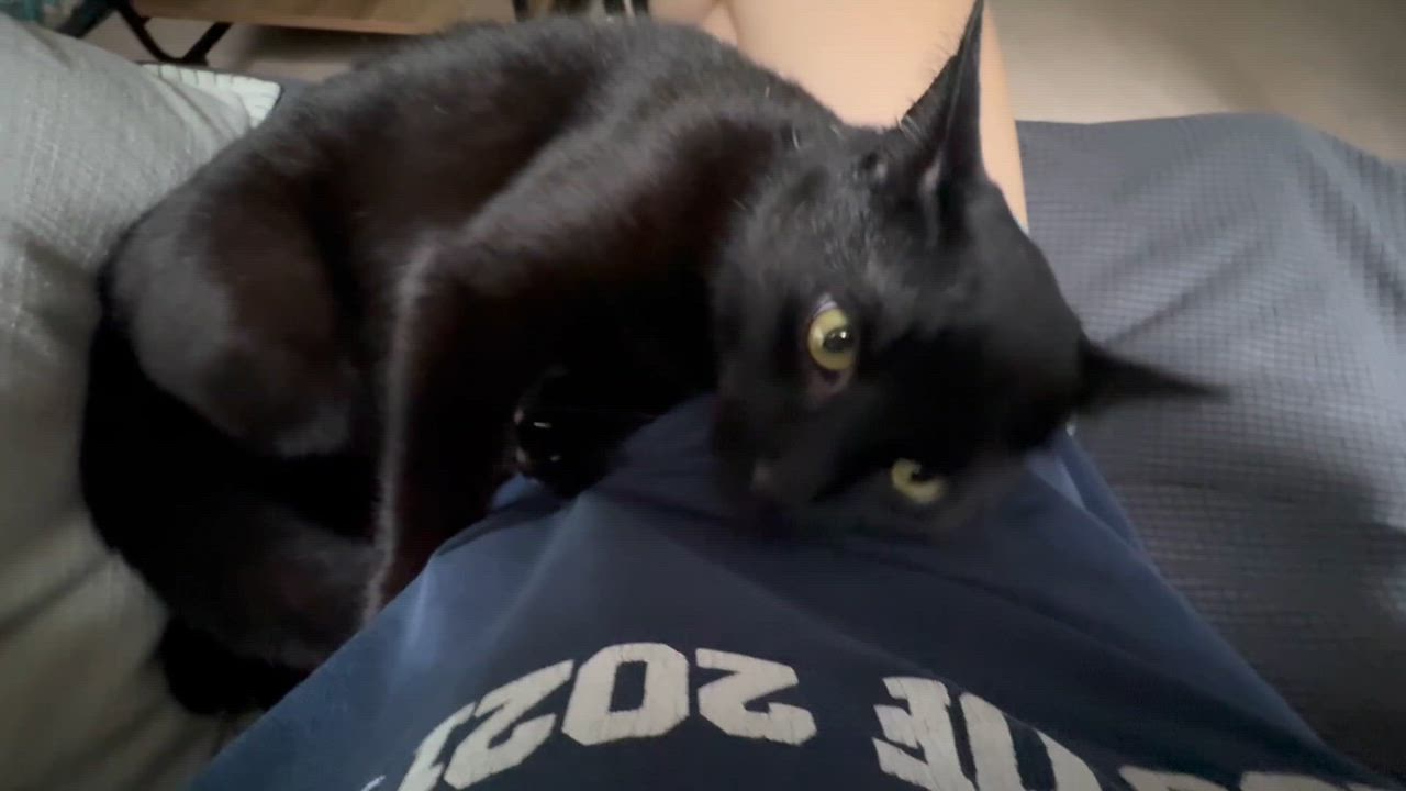 Enlarge Castiel, an adopted Domestic Short Hair in Andover, CT video 5/6