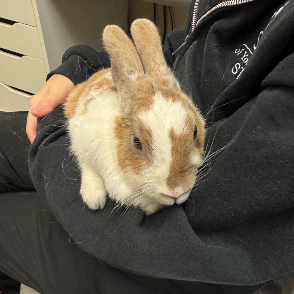 Enlarge Carrie, a Adoptable Bunny Rabbit in York, PA image 1/2