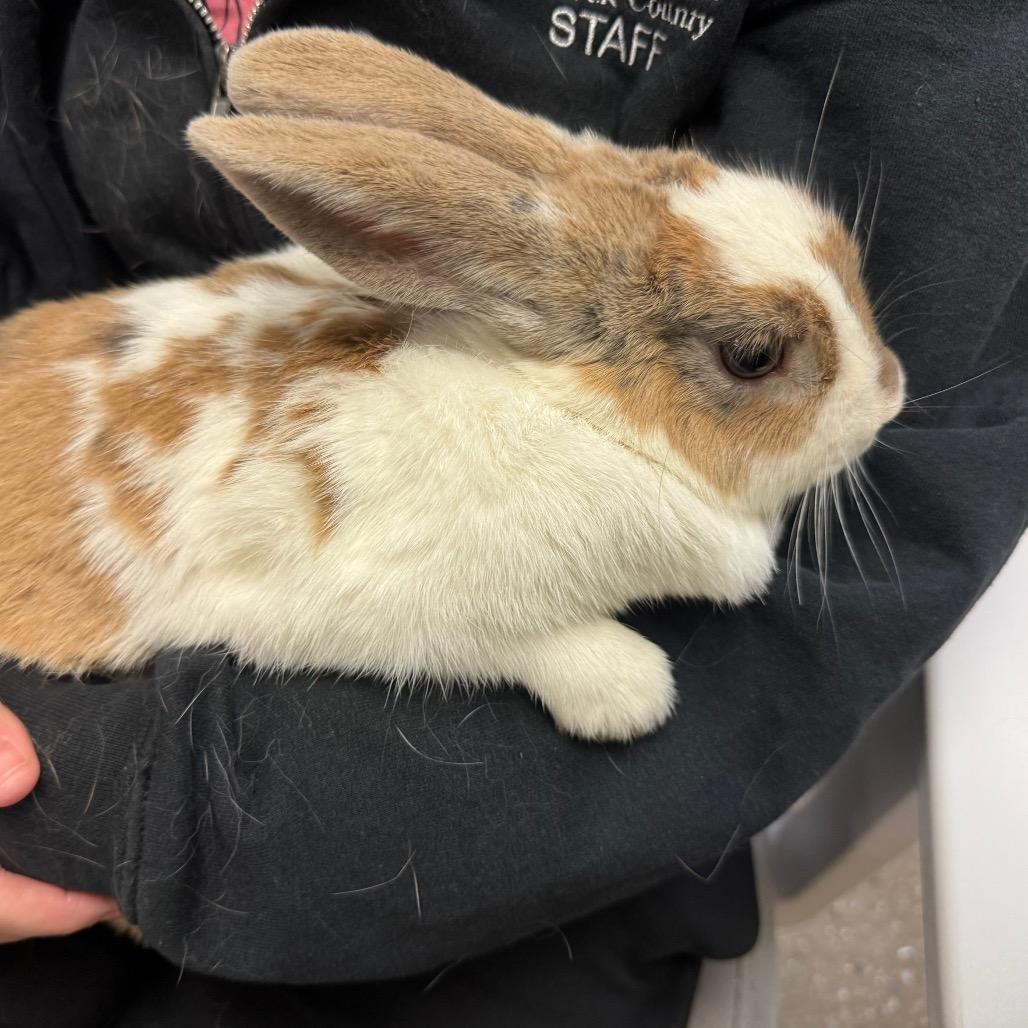 Enlarge Carrie, a Adoptable Bunny Rabbit in York, PA image 2/2